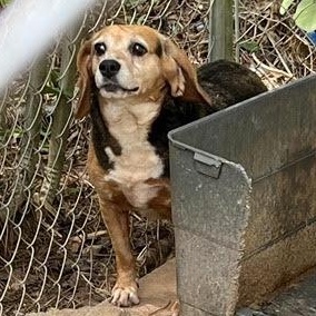 Enlarge Tanner, a ADOPTABLE Beagle in Stoughton, MA image 2/4