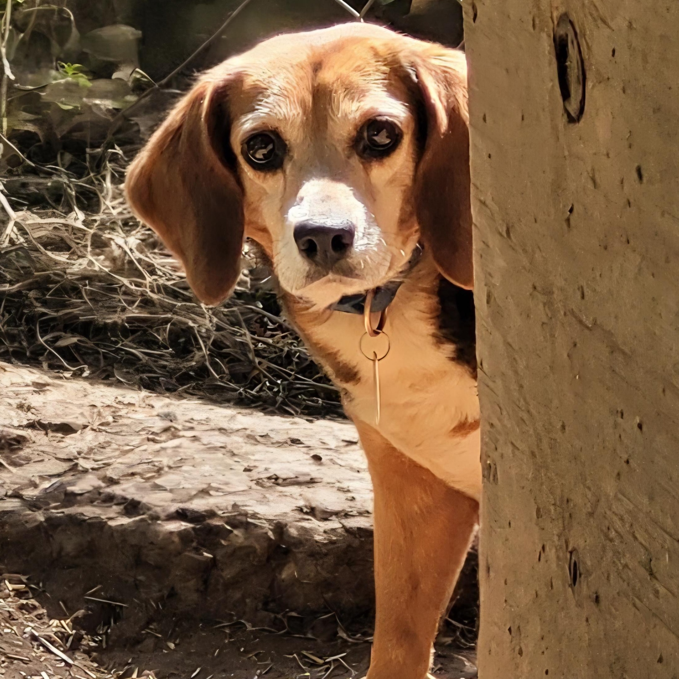 Tanner, ADOPTABLE, Adult Male Beagle.