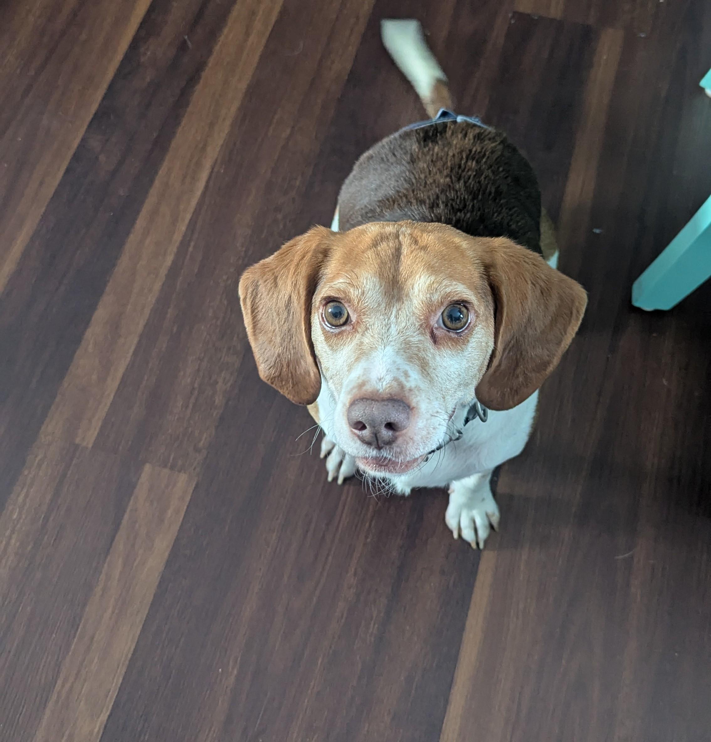 Benny, an adopted mixed breed in Oswego, IL image 1/4