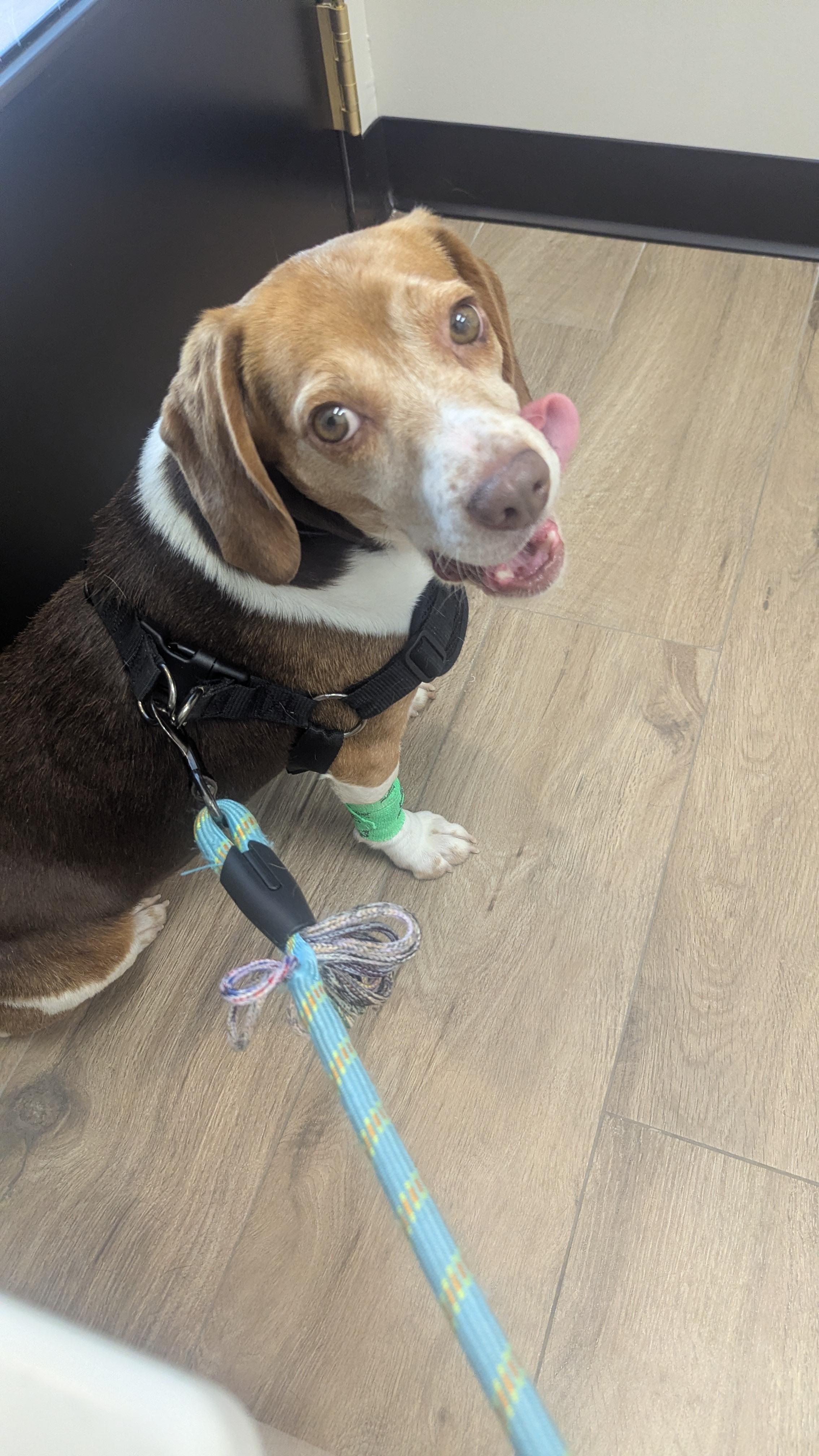 Benny, an adopted mixed breed in Oswego, IL image 3/4
