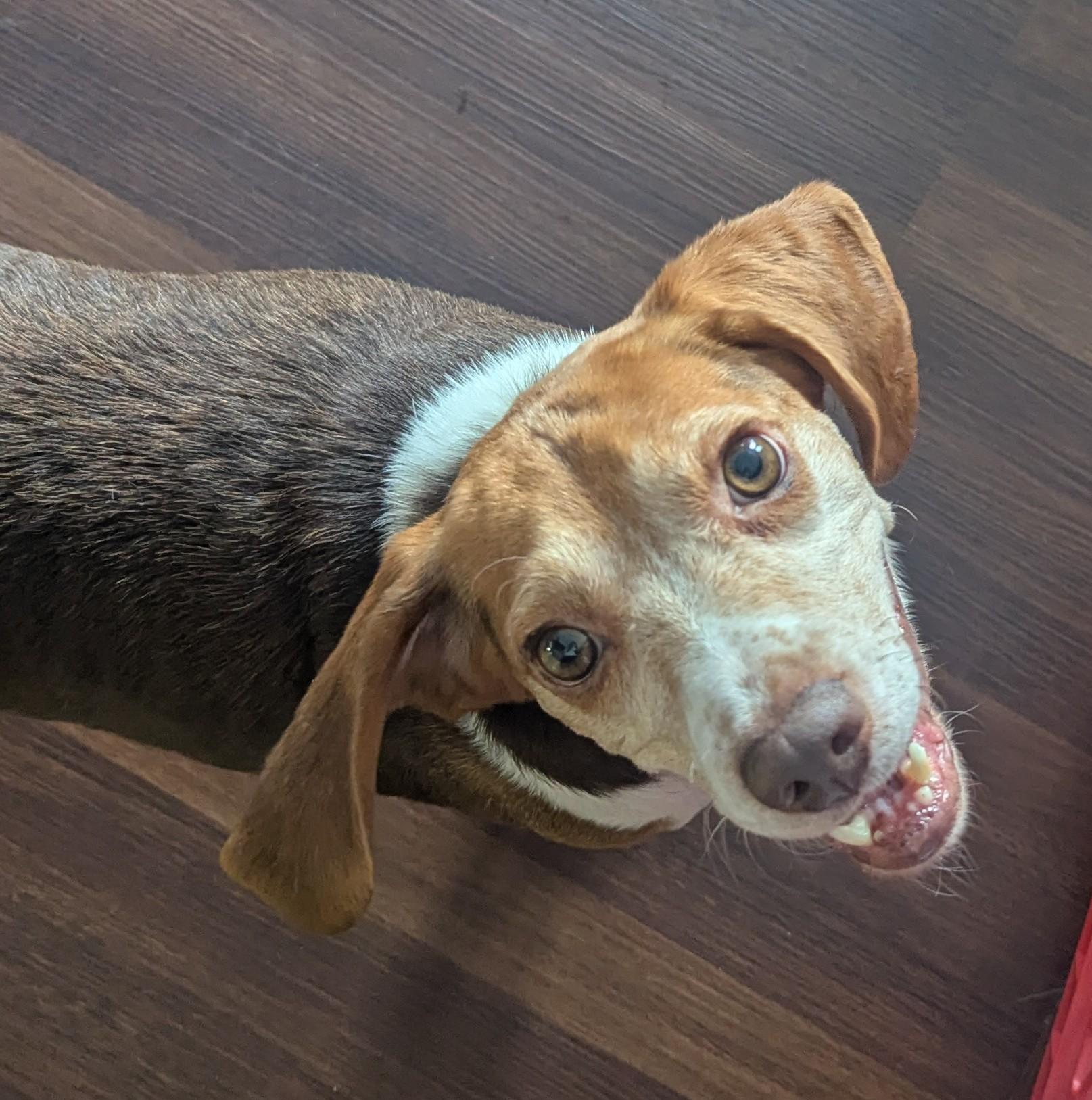 Benny, an adopted mixed breed in Oswego, IL image 4/4