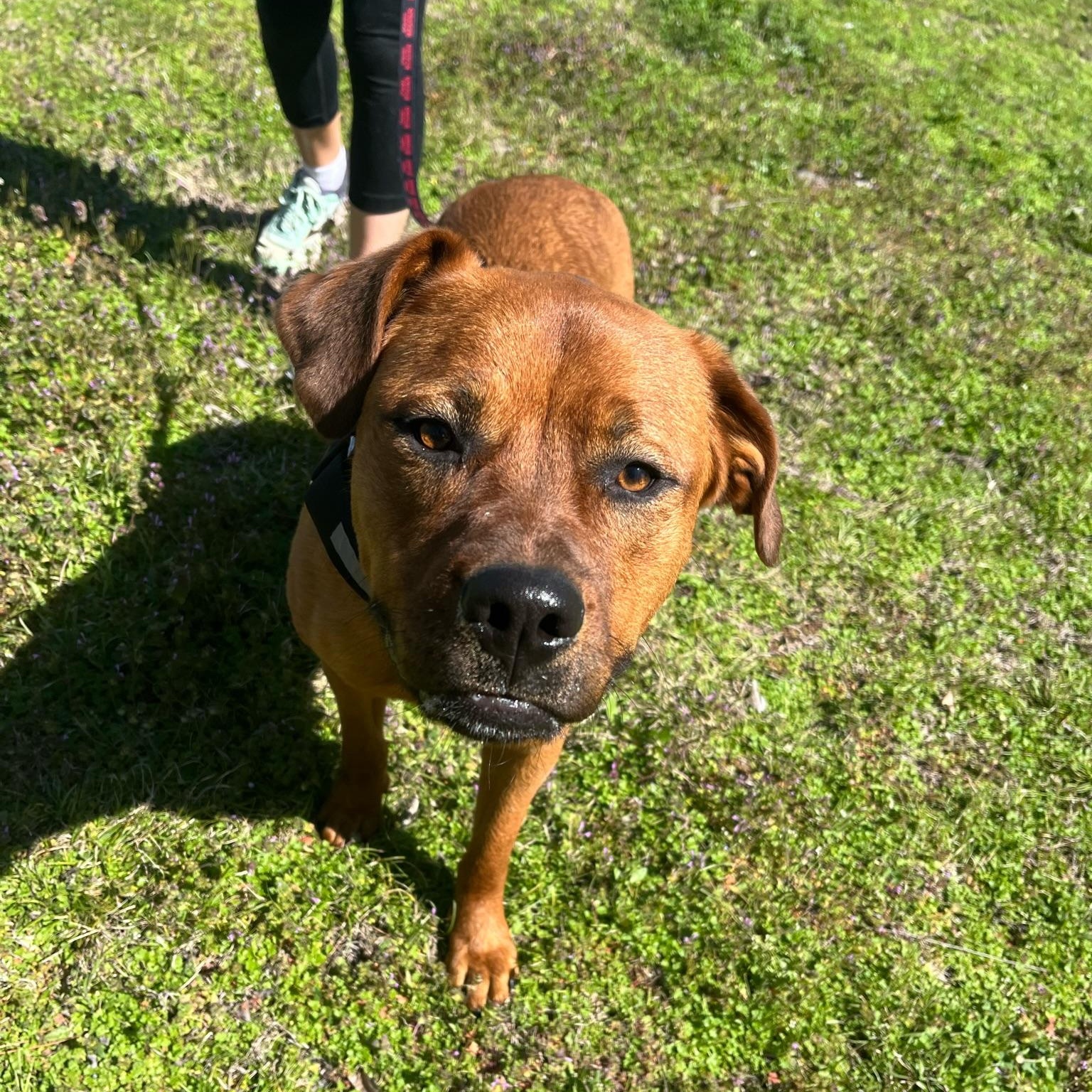 STORMY , a ADOPTABLE mixed breed in Shawnee, OK image 2/4