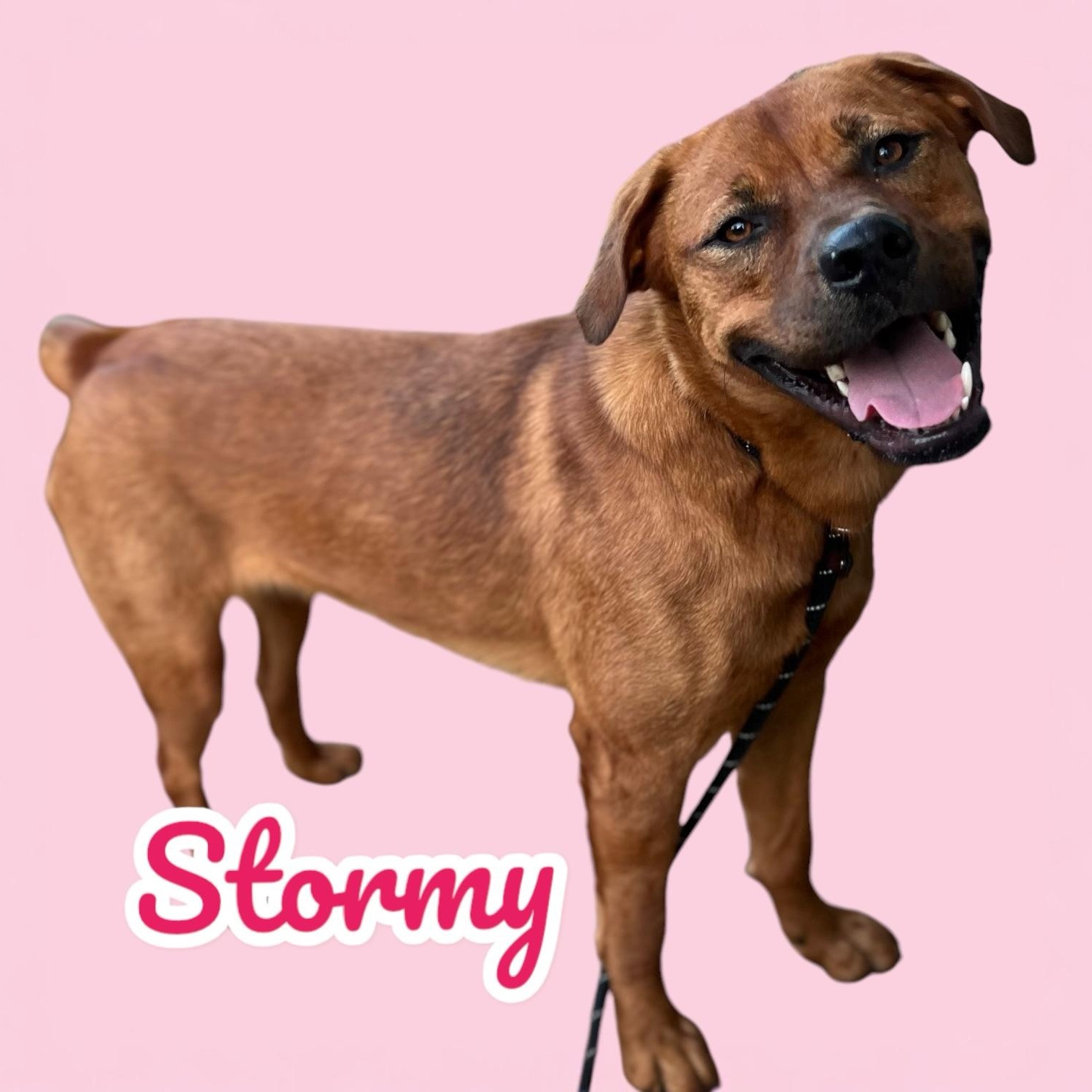 STORMY , a ADOPTABLE mixed breed in Shawnee, OK image 1/4