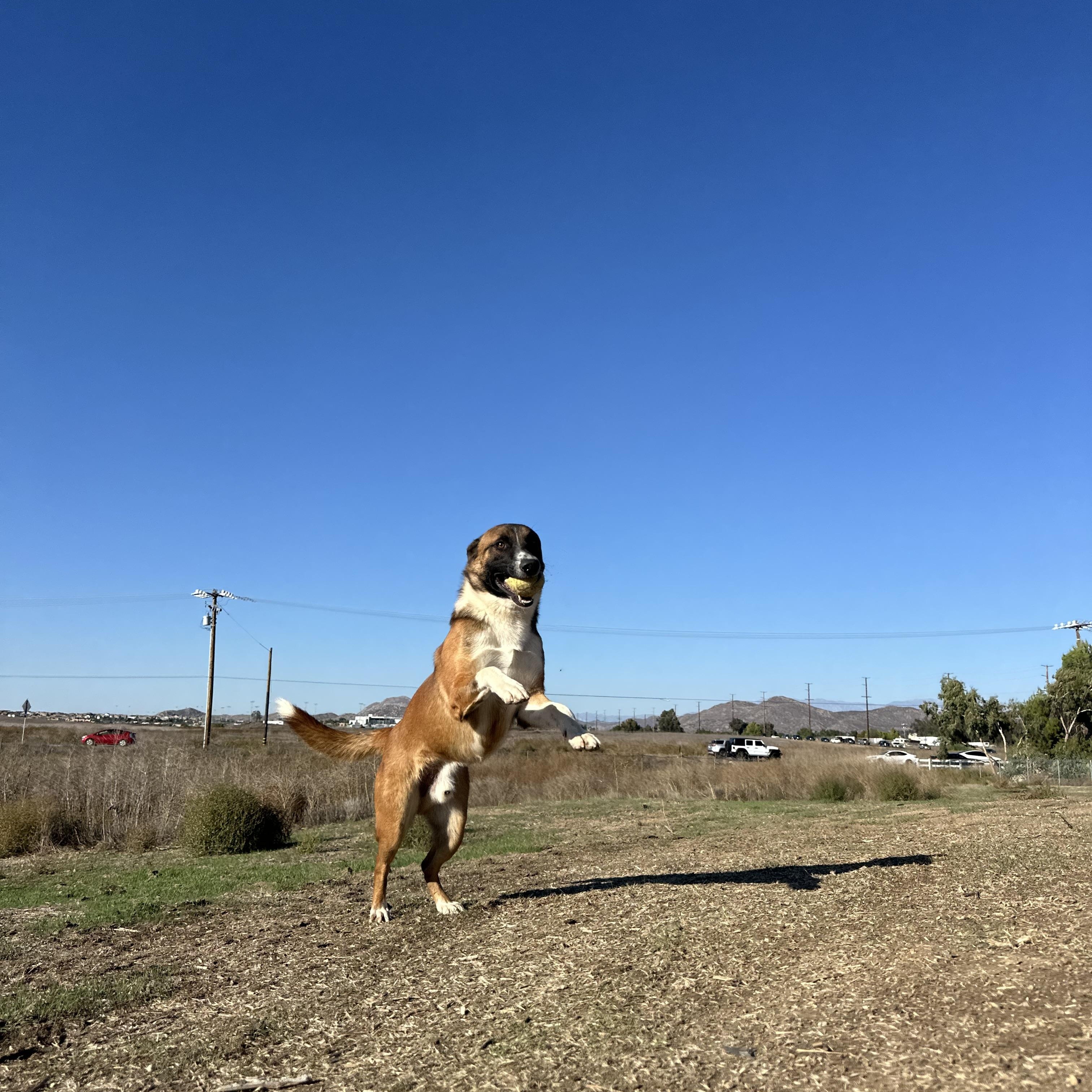 George, a Adoptable mixed breed in Winchester, CA image 4/5