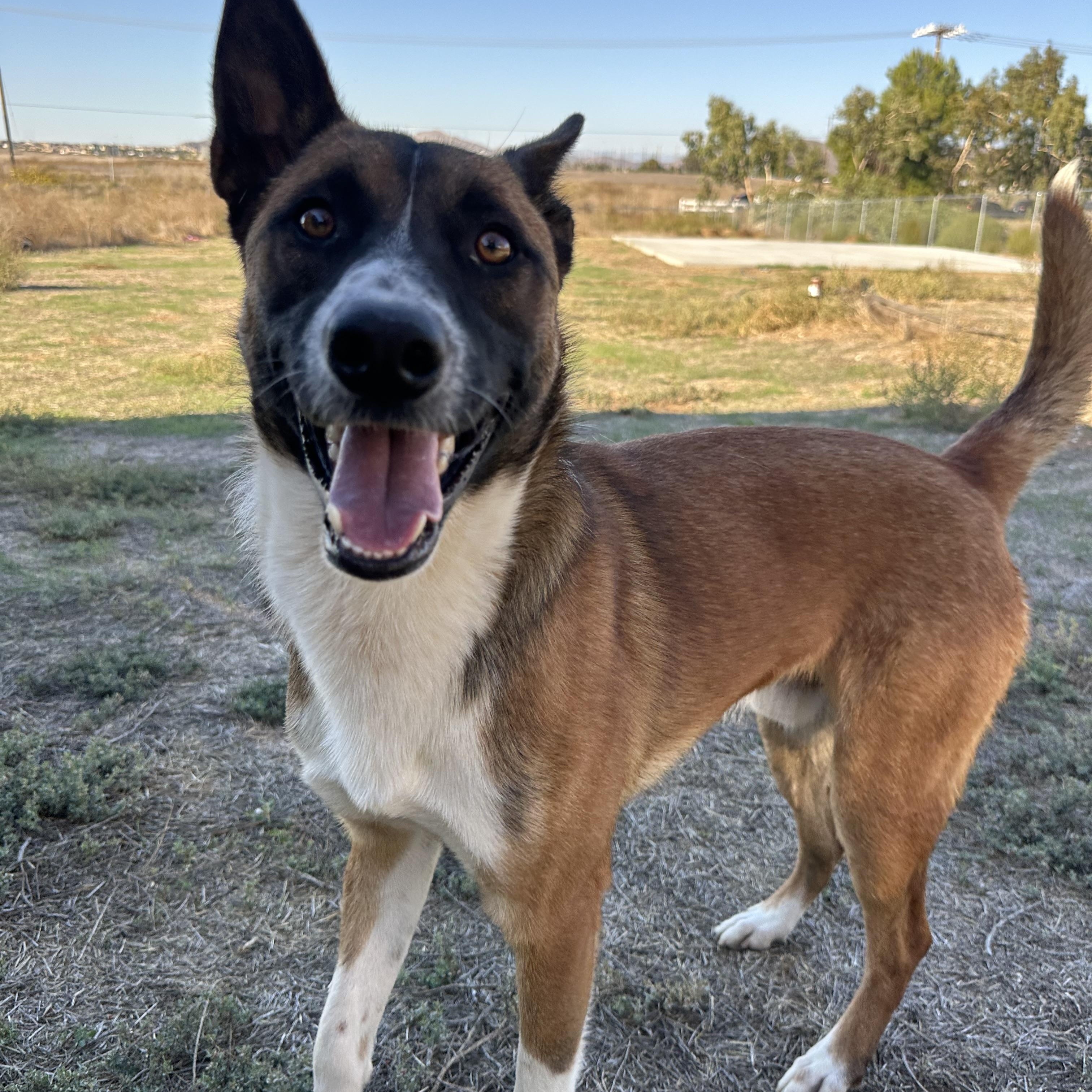 George, a Adoptable mixed breed in Winchester, CA image 1/5