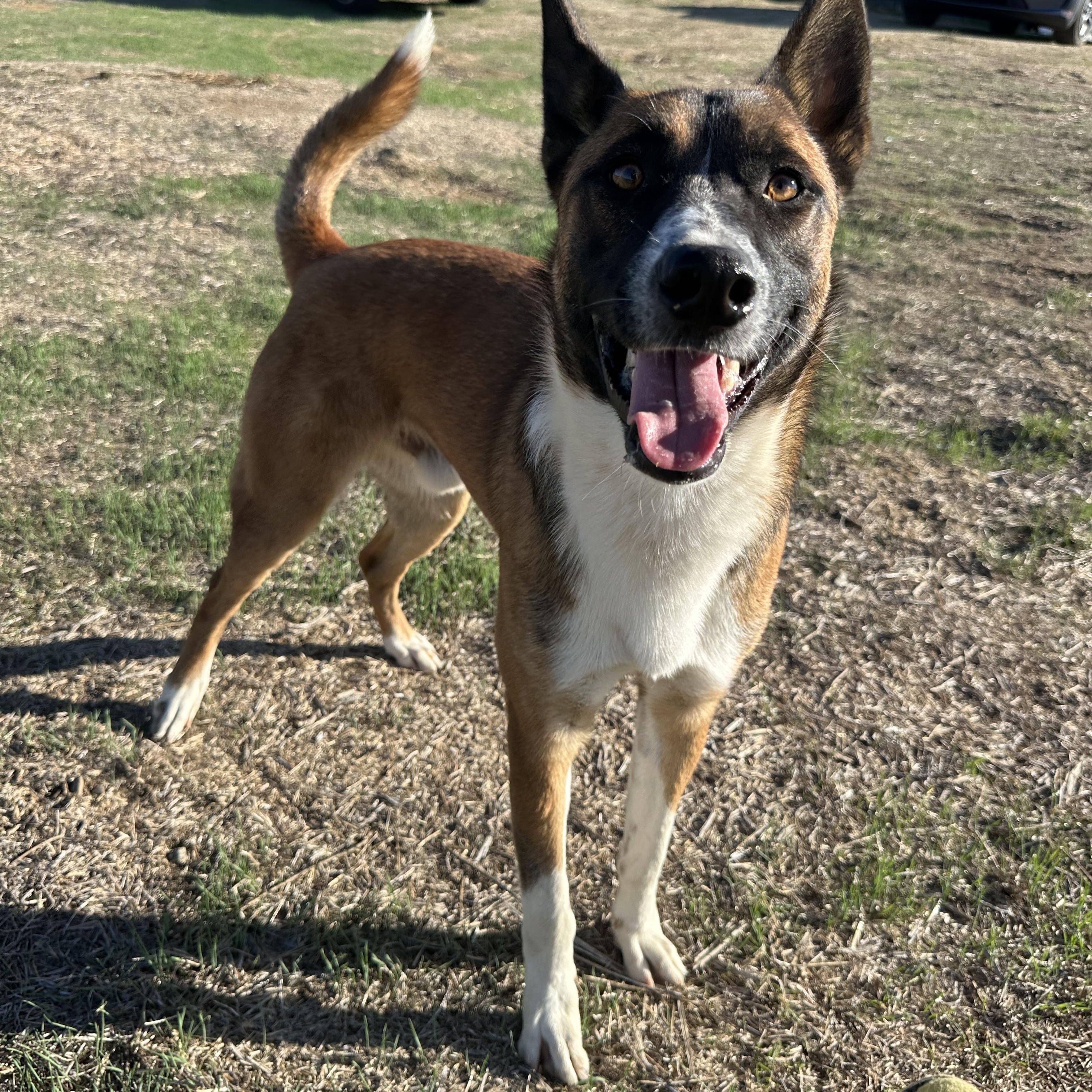 George, a Adoptable mixed breed in Winchester, CA image 2/5