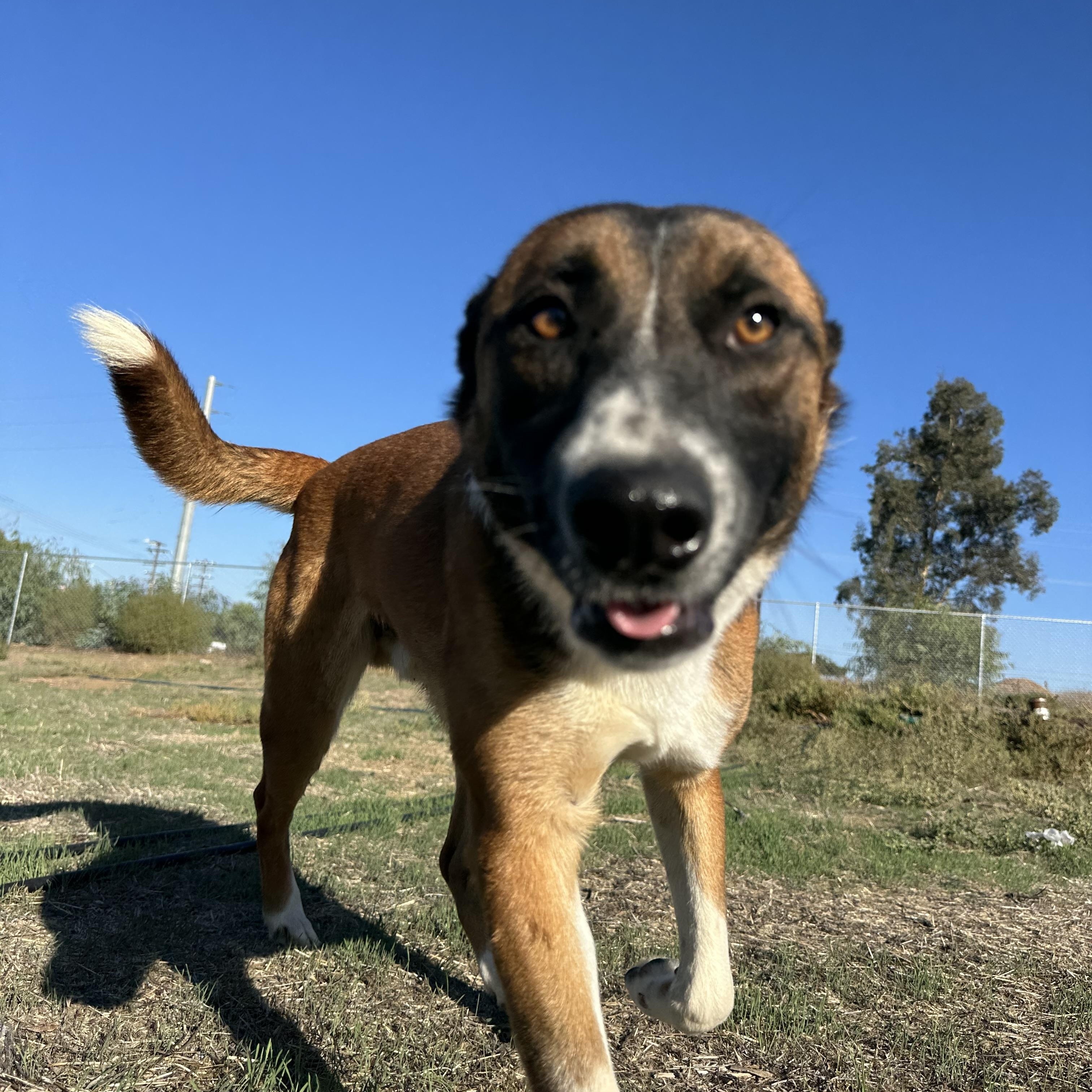 George, a Adoptable mixed breed in Winchester, CA image 5/5