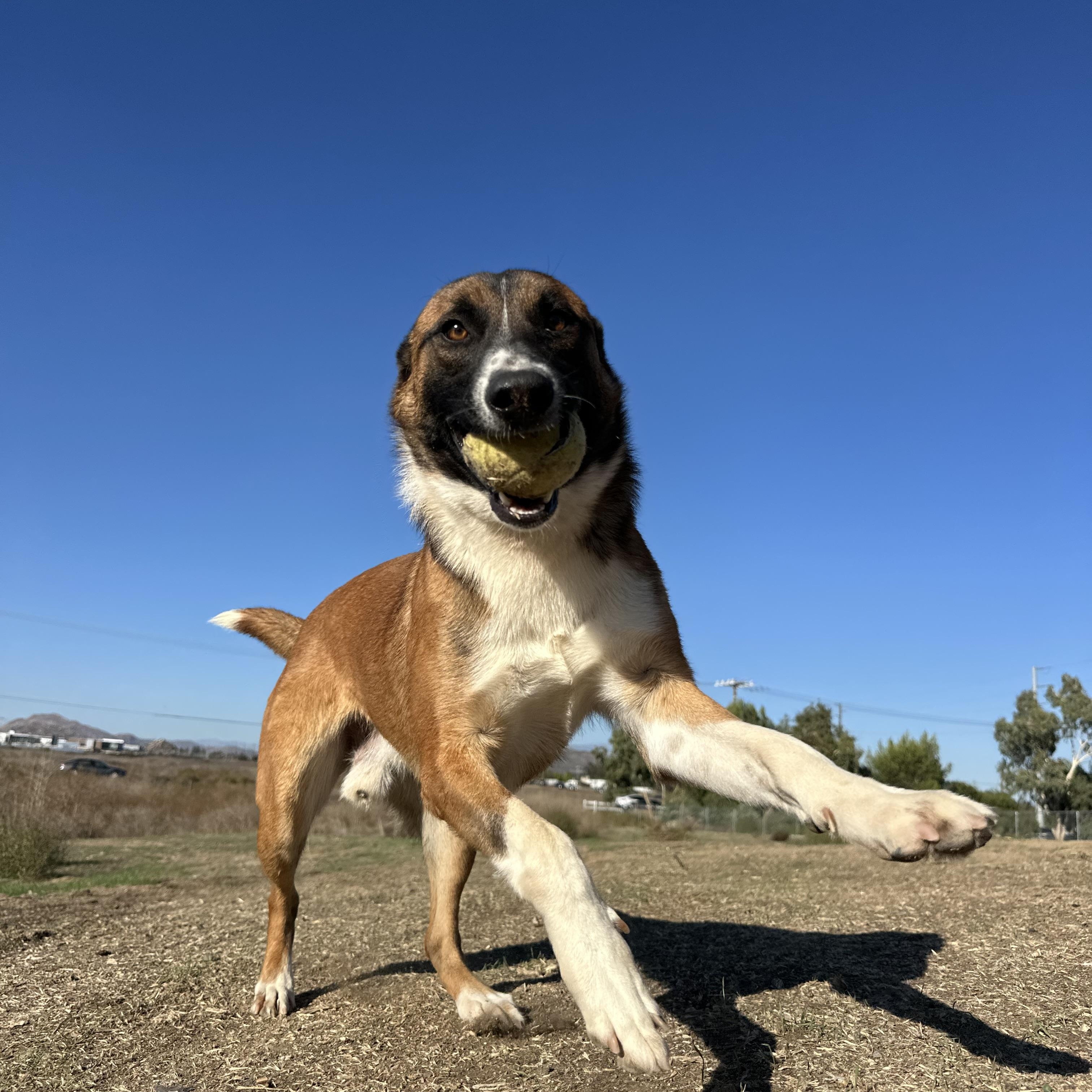 George, a Adoptable mixed breed in Winchester, CA image 3/5