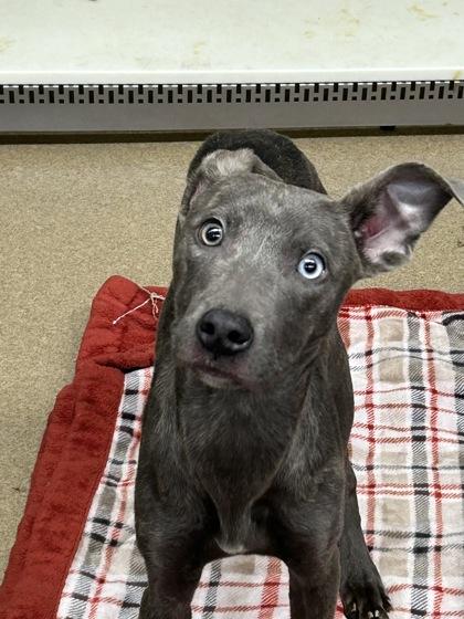 Enlarge Yule, a Adoptable mixed breed in Lewisville, TX image 1/1