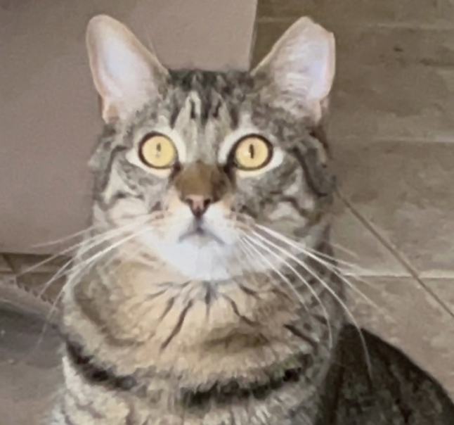 Harper, Adoptable, Adult Male Tabby & American Shorthair.