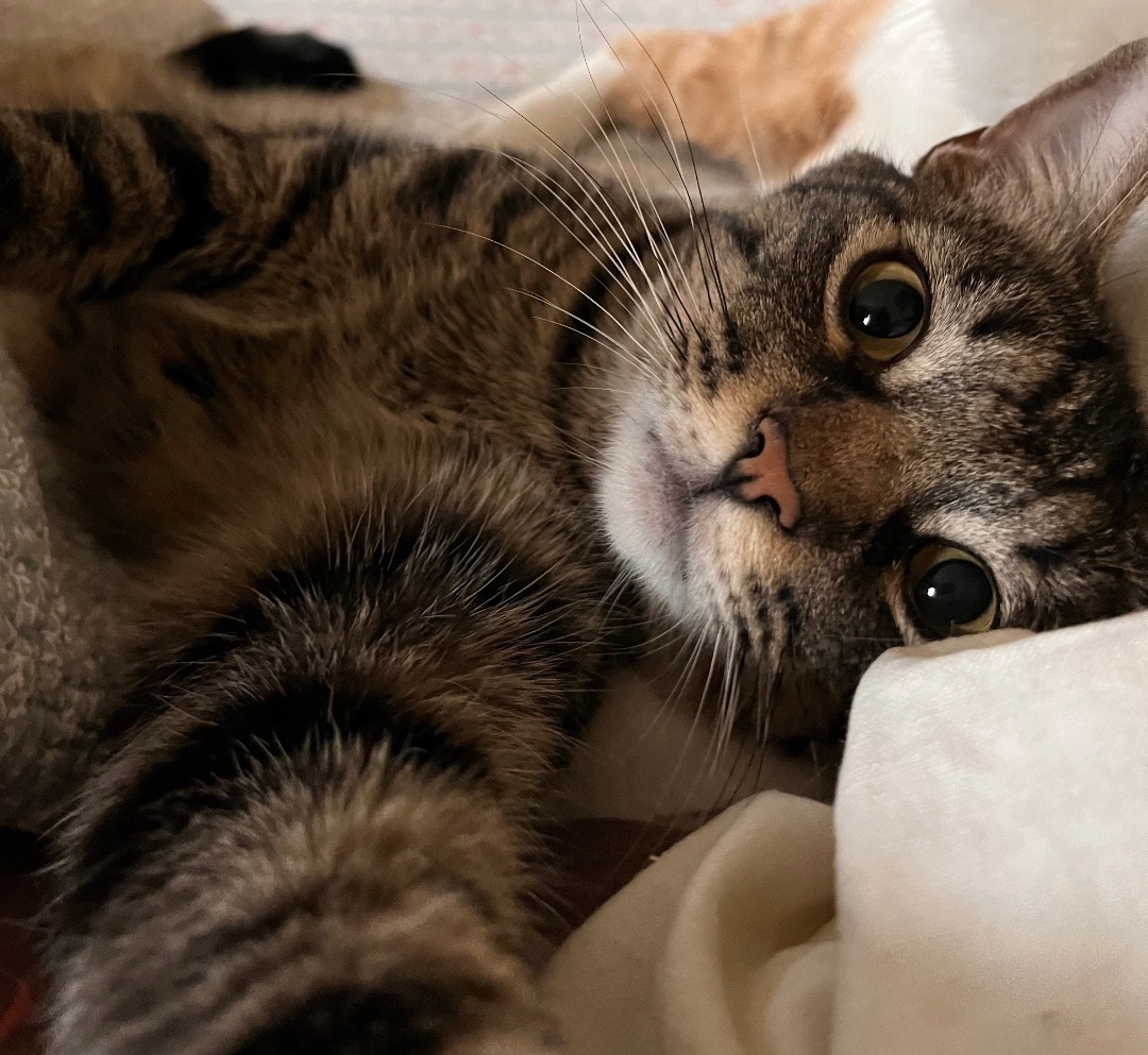 Enlarge Harper, a Adoptable mixed breed in Moreno Valley, CA image 2/5