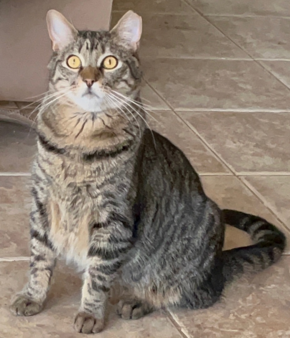 Enlarge Harper, a Adoptable mixed breed in Moreno Valley, CA image 4/5