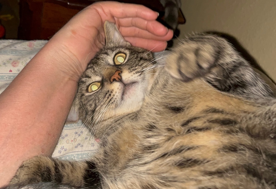 Enlarge Harper, a Adoptable mixed breed in Moreno Valley, CA image 3/5