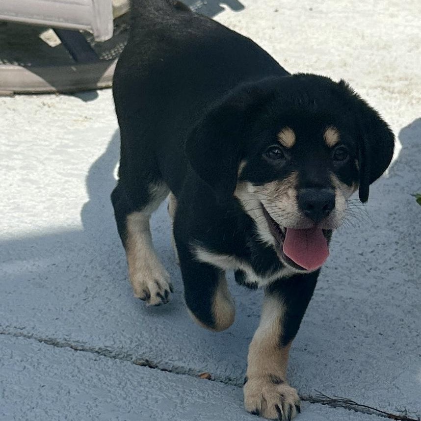 Woody, Adoptable, Puppy Male Australian Shepherd.
