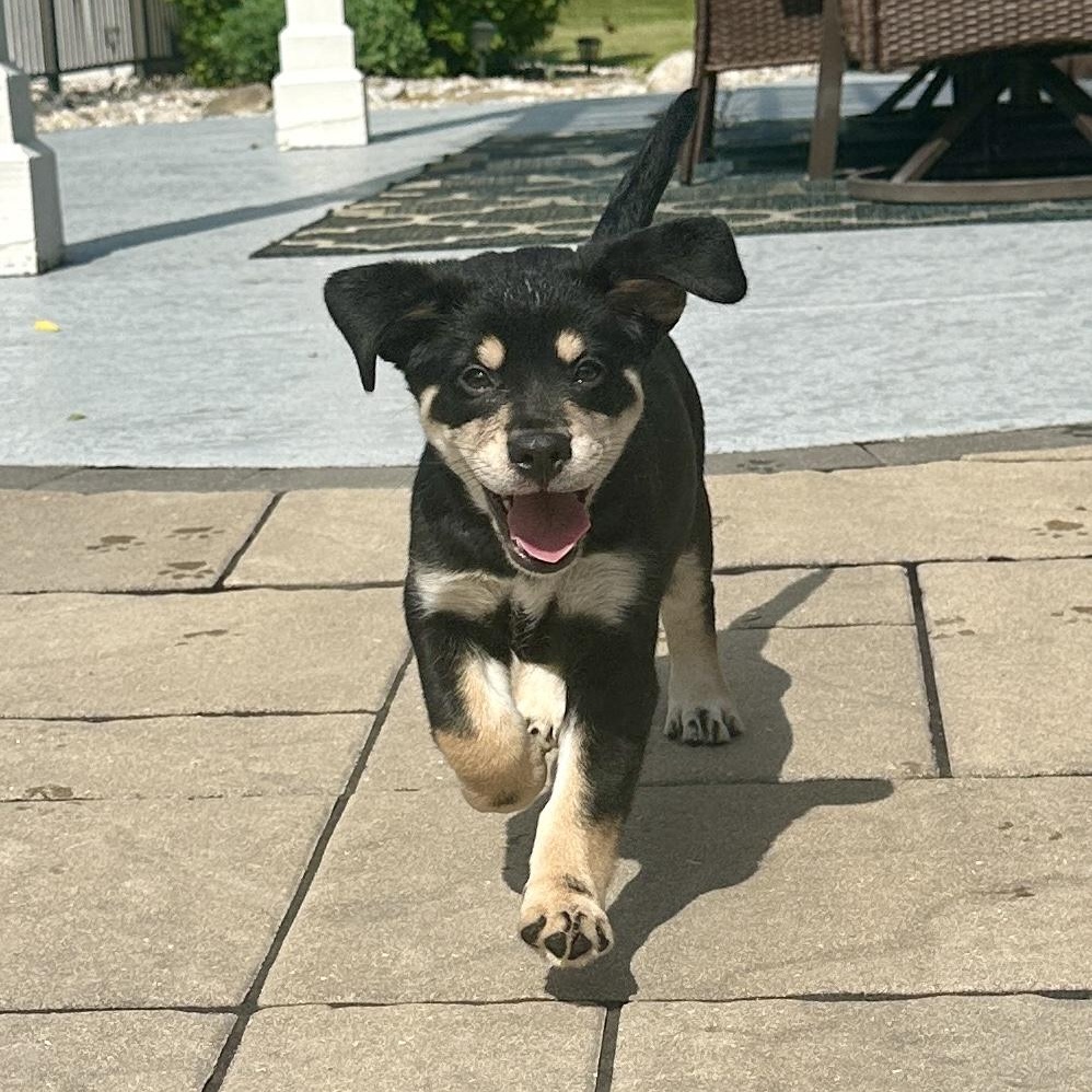 Enlarge Woody, a Adoptable mixed breed in McHenry, IL image 2/2