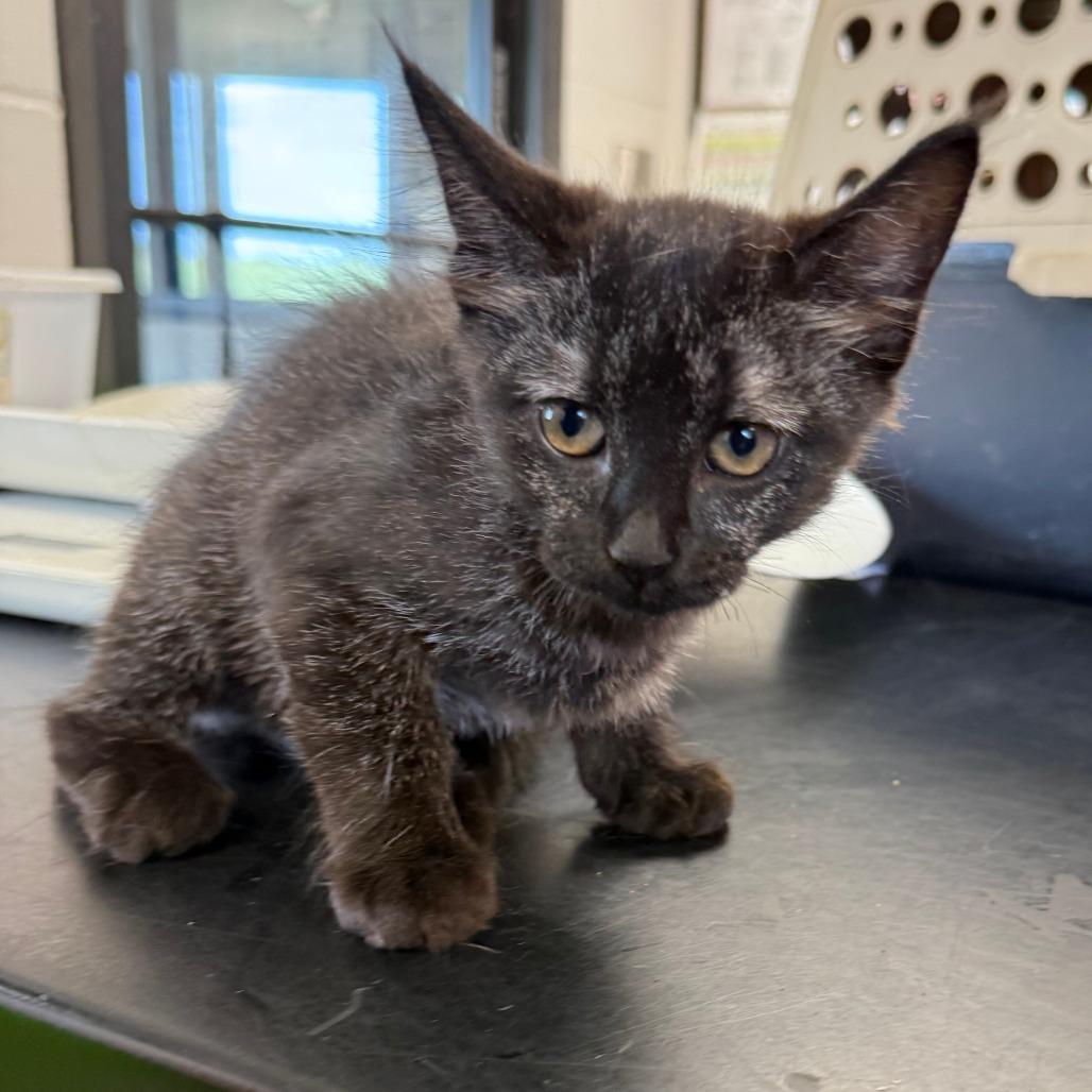 Rue, Adoptable, Kitten Female Domestic Short Hair.