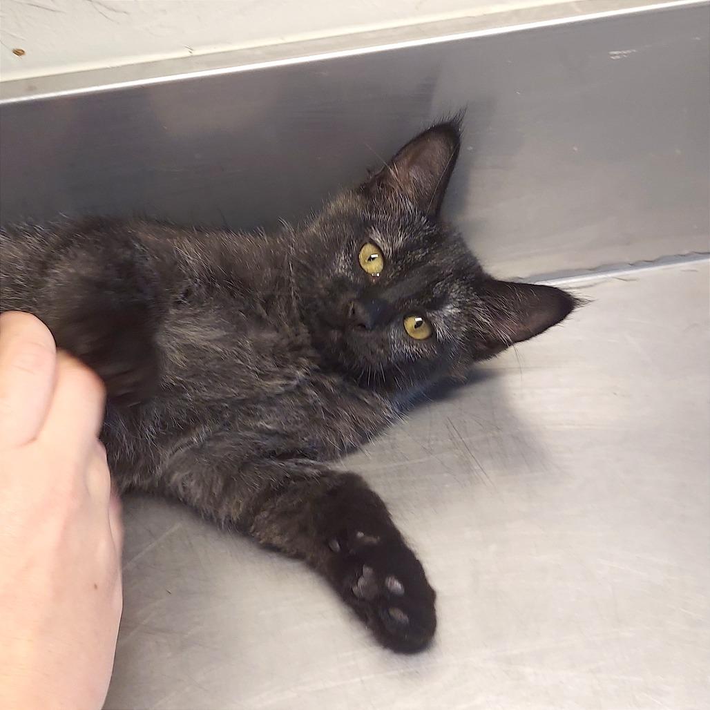 Enlarge Rue, a Adoptable Domestic Short Hair in Ponca City, OK image 2/2