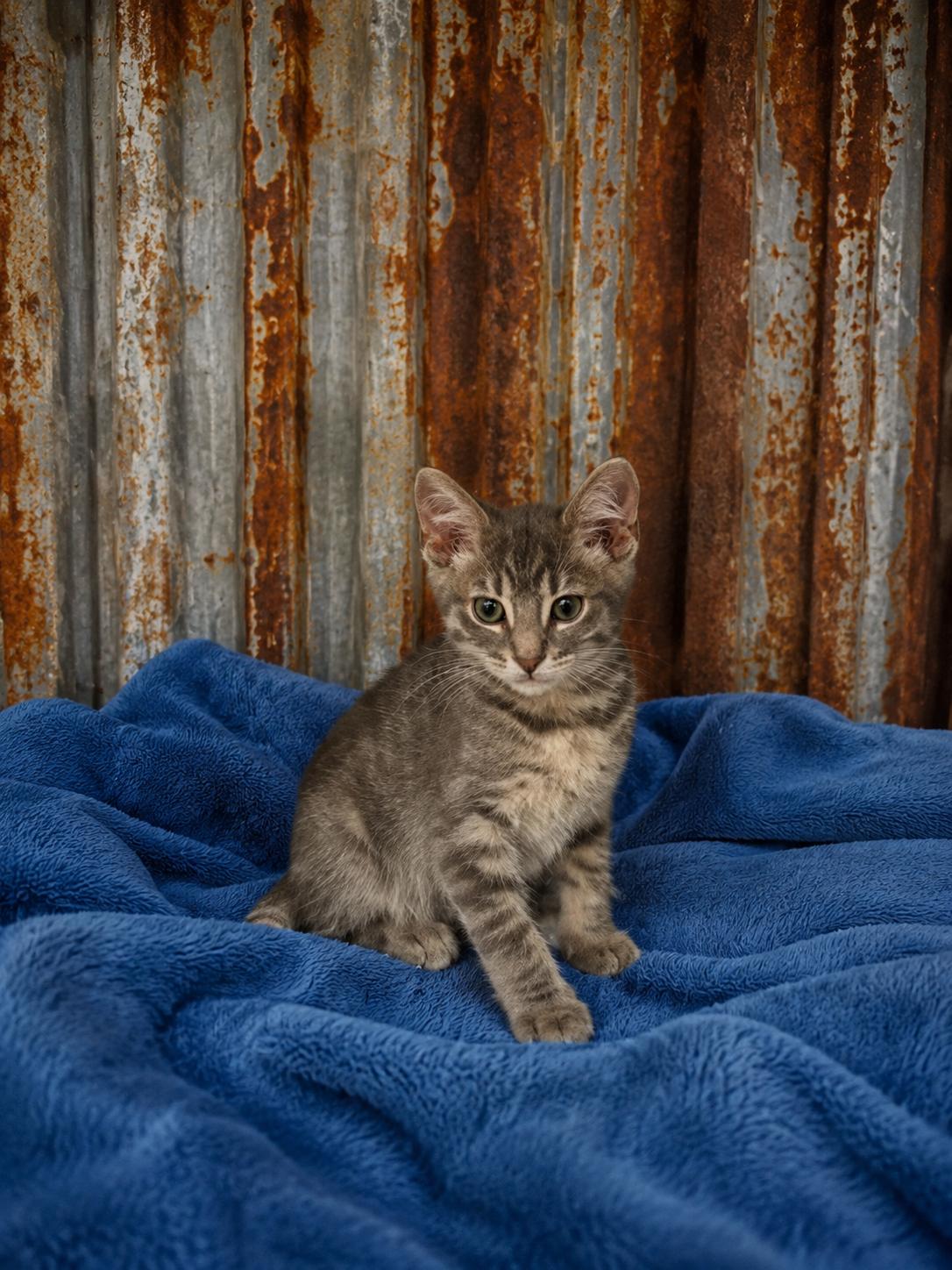Enlarge Catallic, a ADOPTABLE Domestic Short Hair in Joliet, IL image 1/1