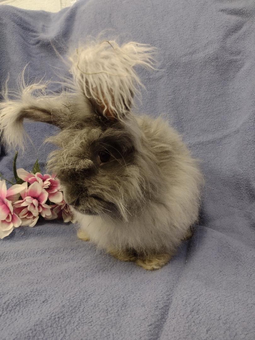 Rabbit for adoption Althea, an Angora Rabbit in Plymouth, MI Petfinder