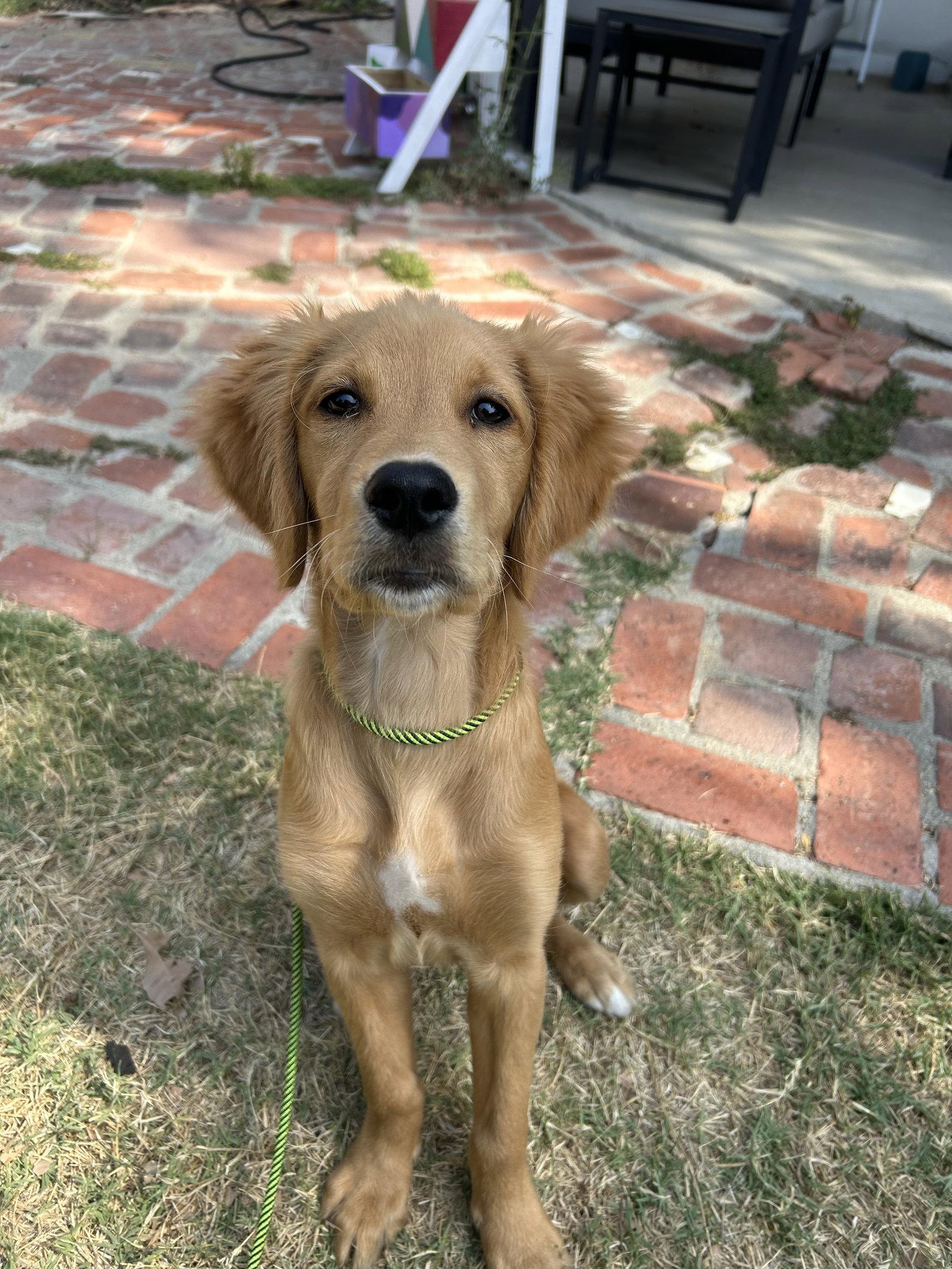 Pancake, Adopted, Puppy Female Golden Retriever.