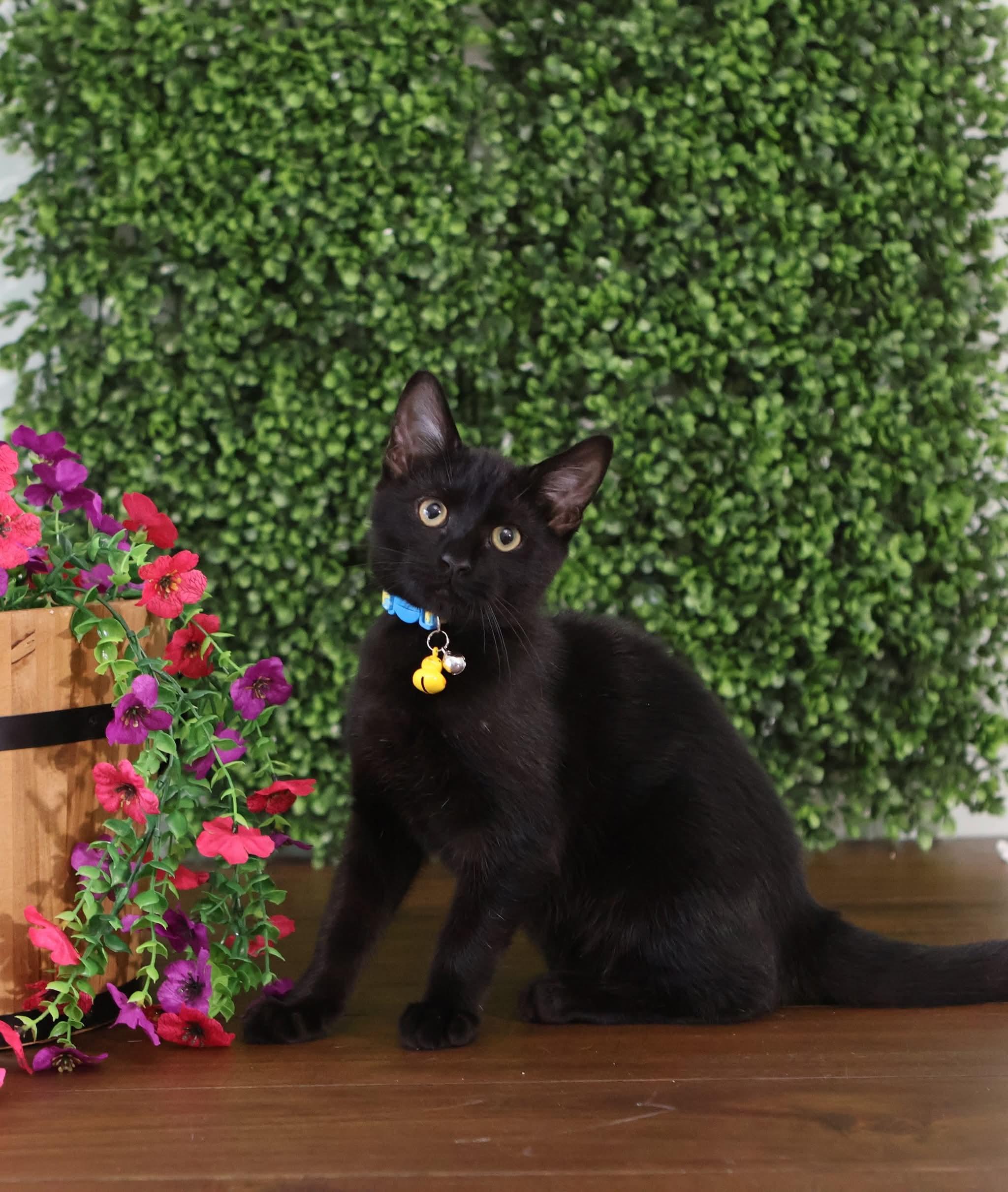 Enlarge Hot Cocoa , a ADOPTABLE Domestic Short Hair in Bensalem, PA image 2/2