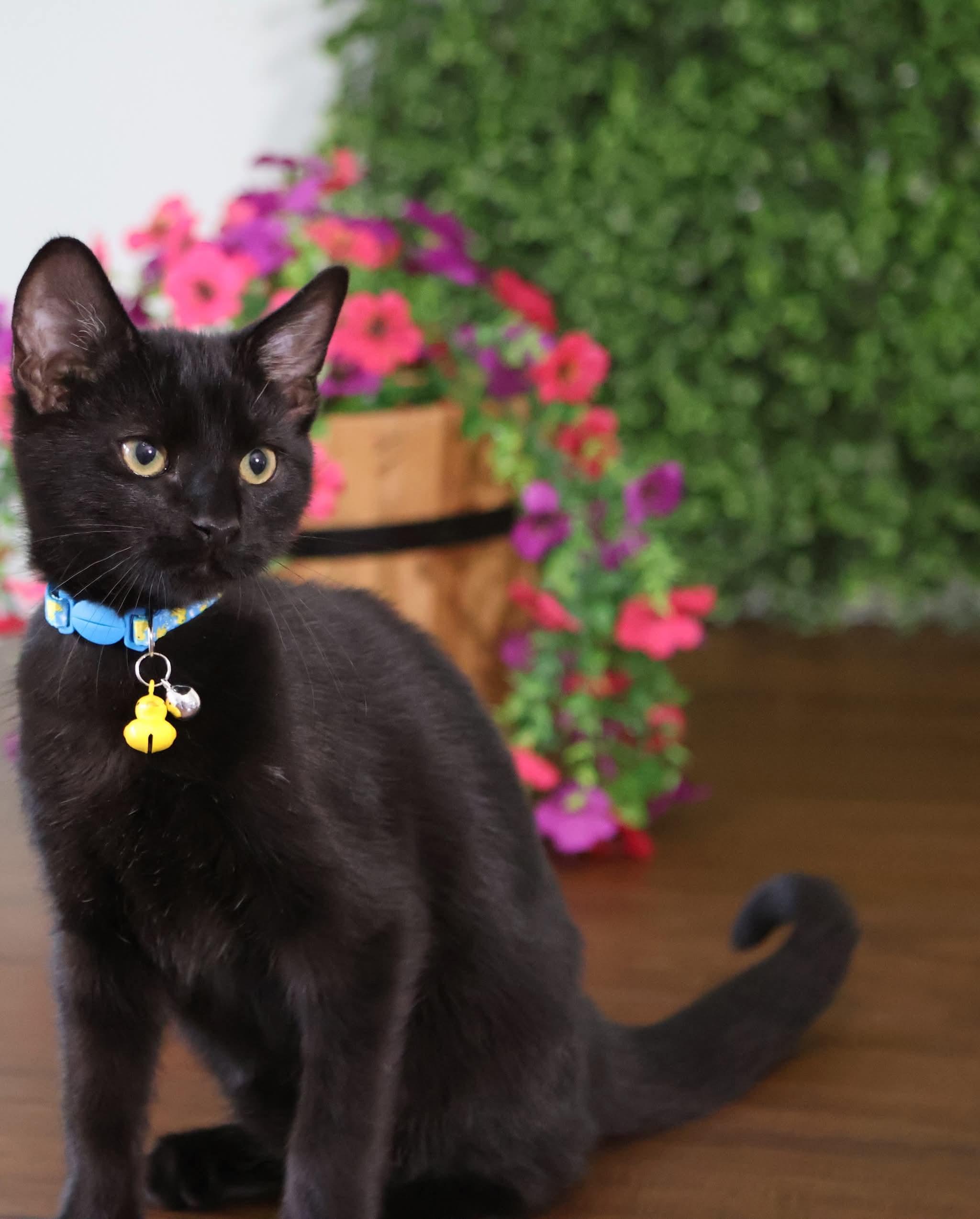 Hot Cocoa , ADOPTABLE, Kitten Male Domestic Short Hair.