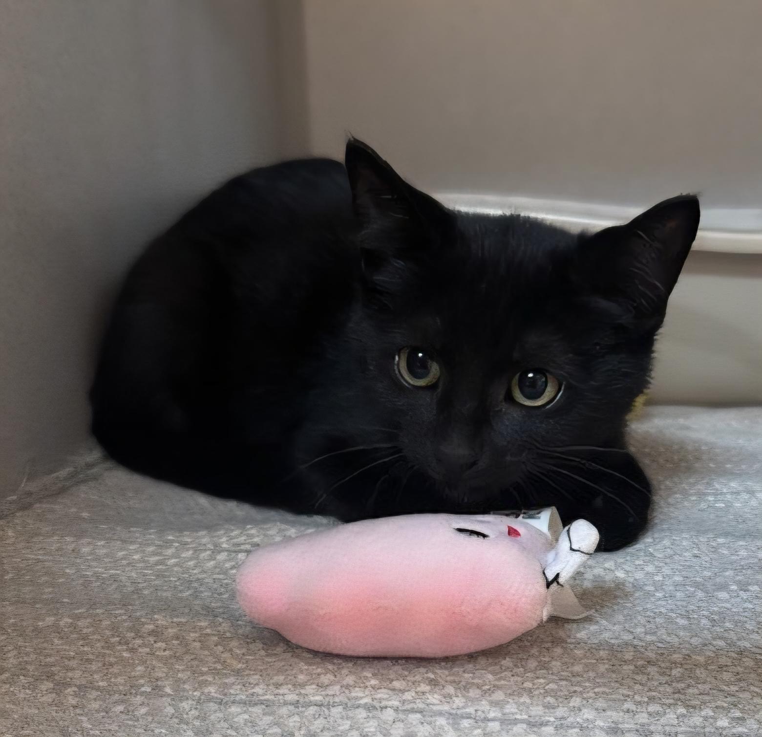 Jamie, Adoptable, Kitten Female Domestic Short Hair.