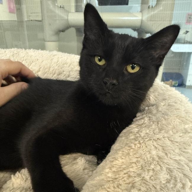 Jamie, Adoptable, Kitten Female Domestic Short Hair.