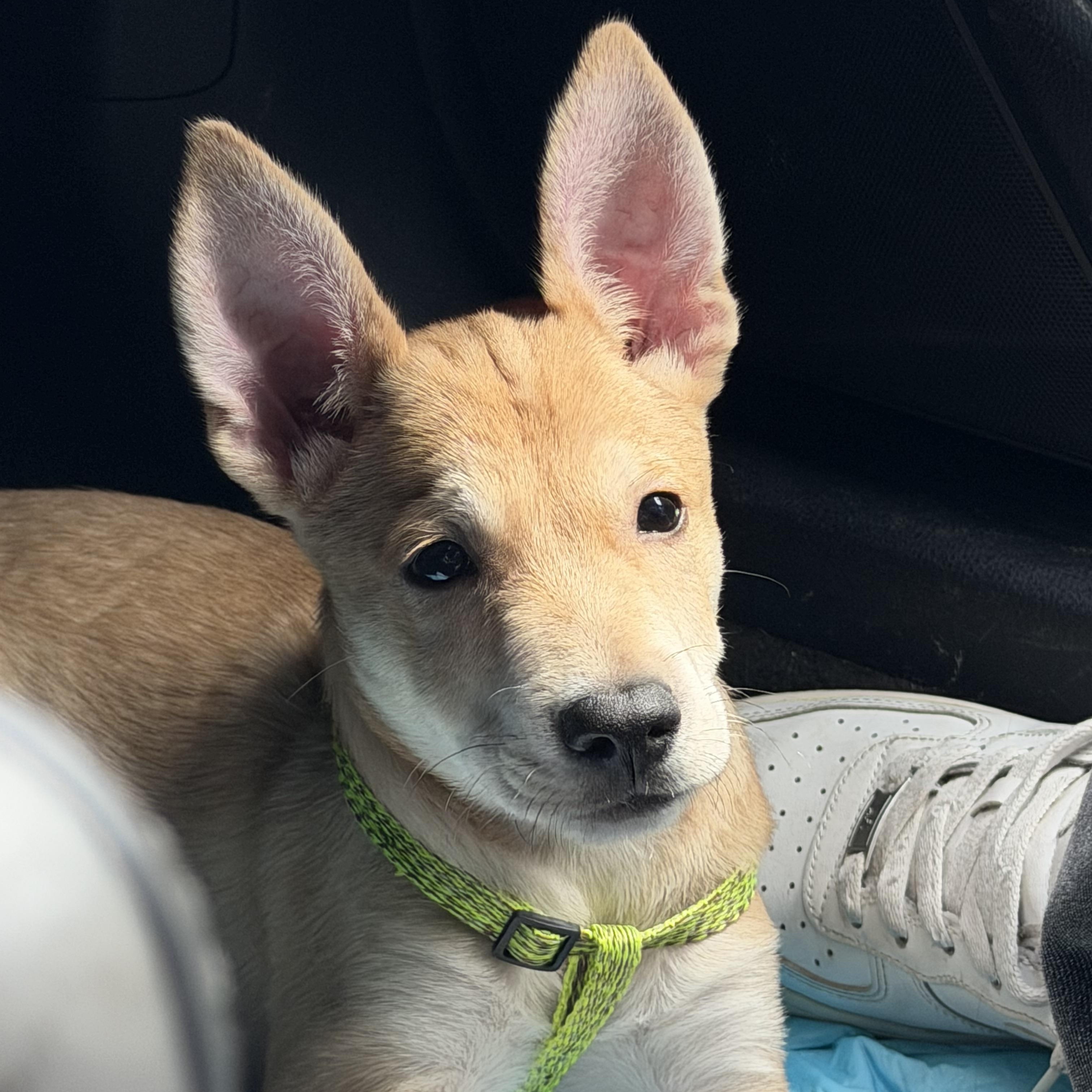 Enlarge Max, a ADOPTABLE mixed breed in Huntington, NY image 2/5