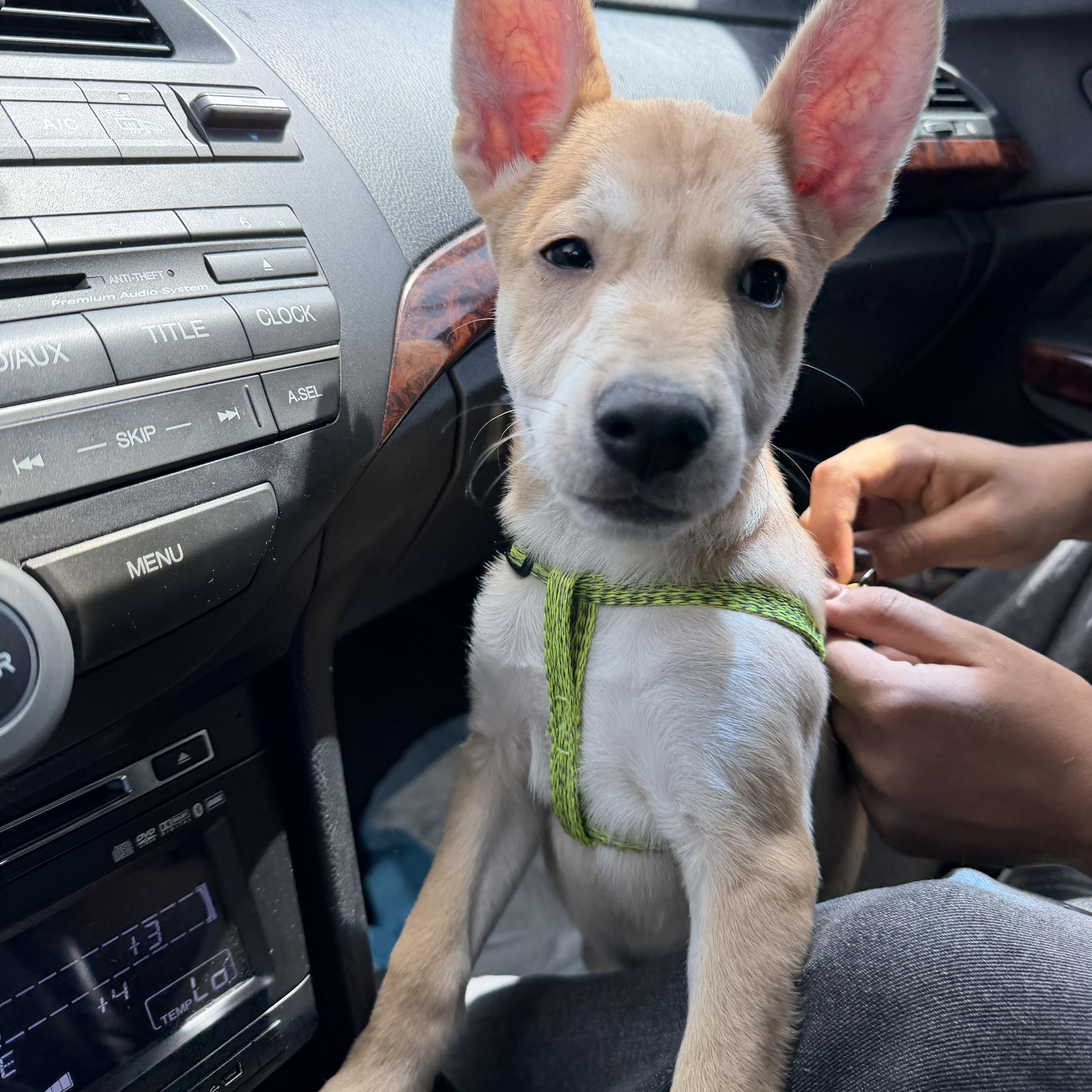 Enlarge Max, a ADOPTABLE mixed breed in Huntington, NY image 4/5