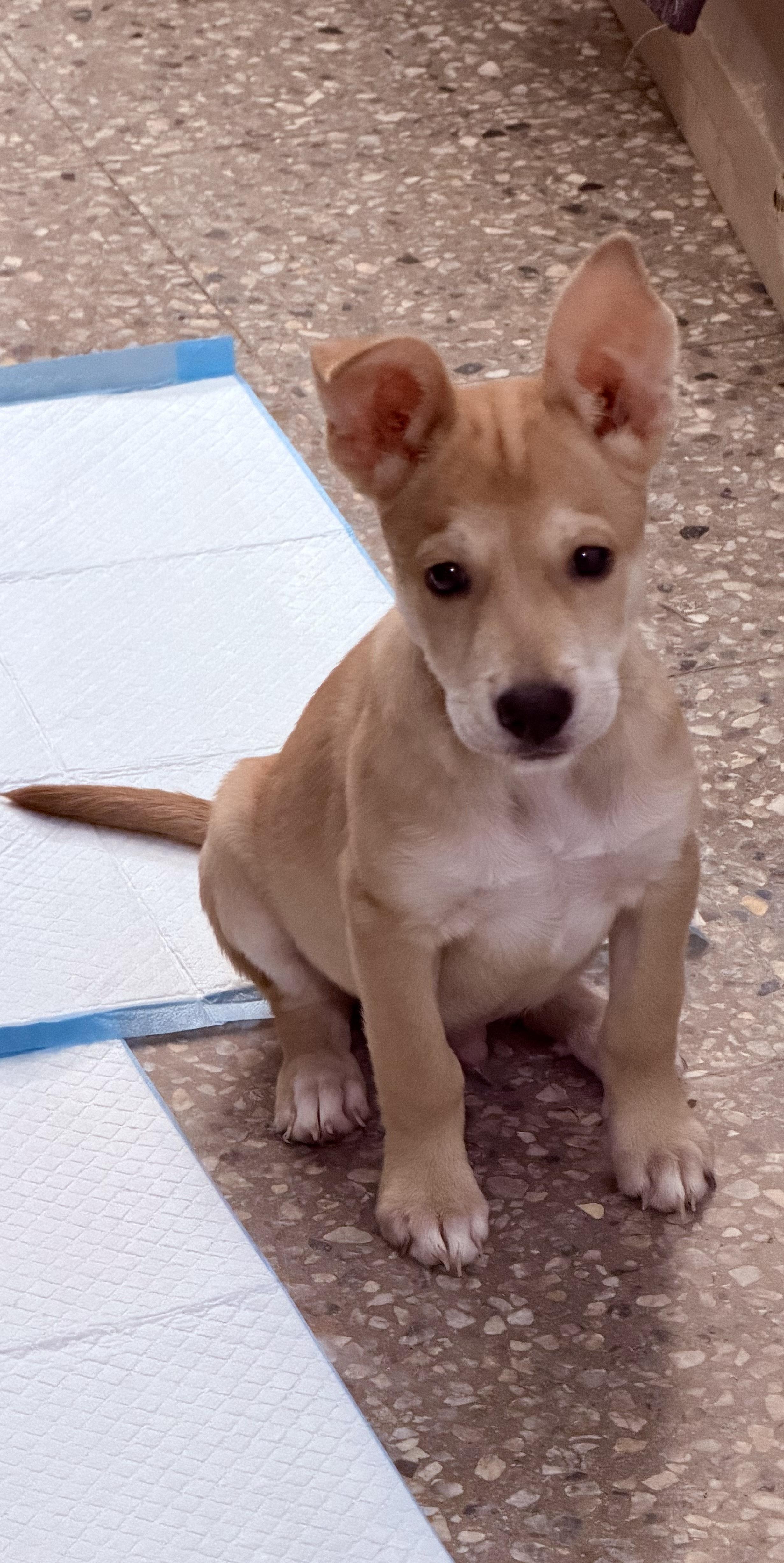 Enlarge Max, a ADOPTABLE mixed breed in Huntington, NY image 3/5