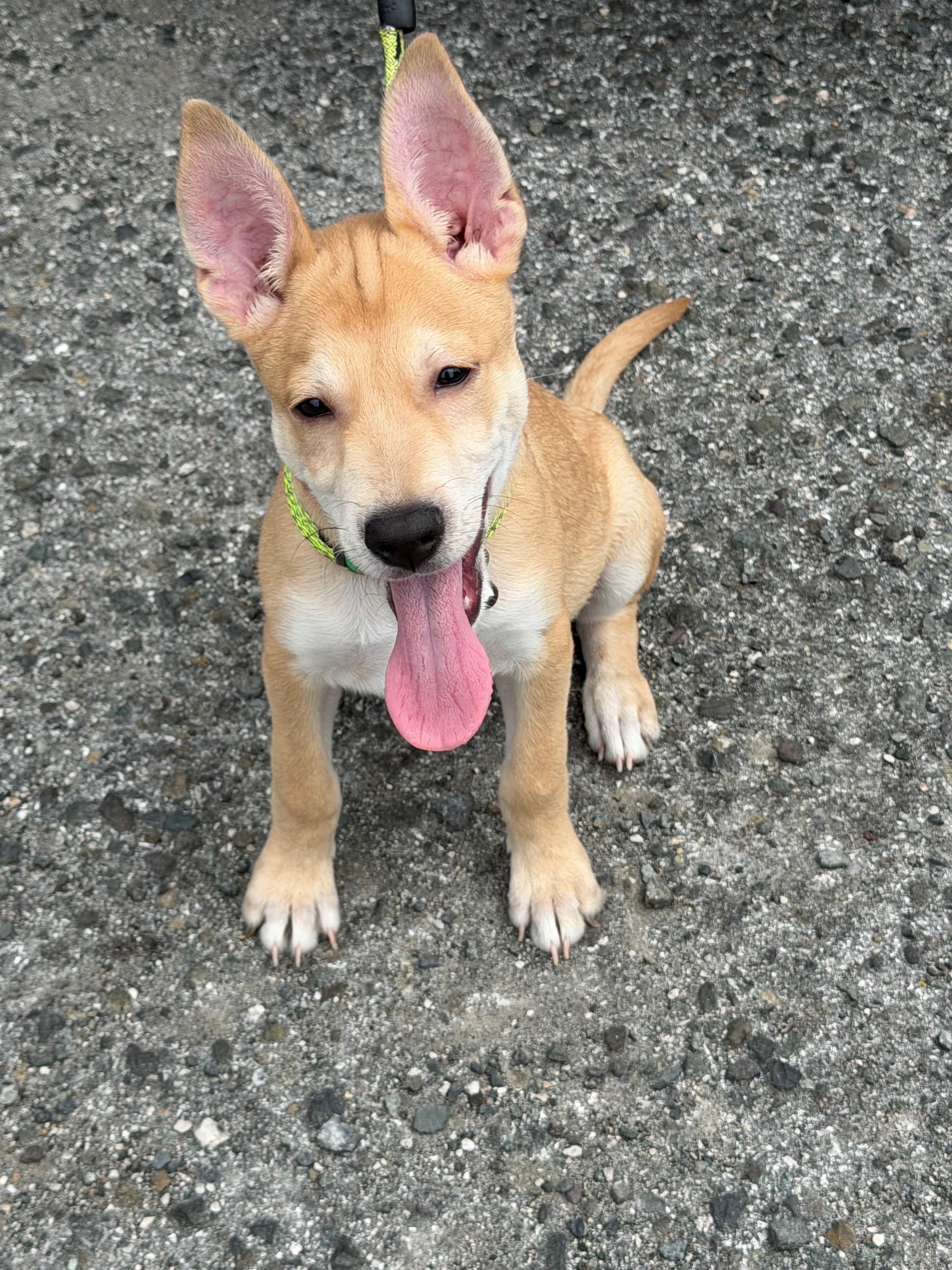 Max, ADOPTABLE, Puppy Male Labrador Retriever.