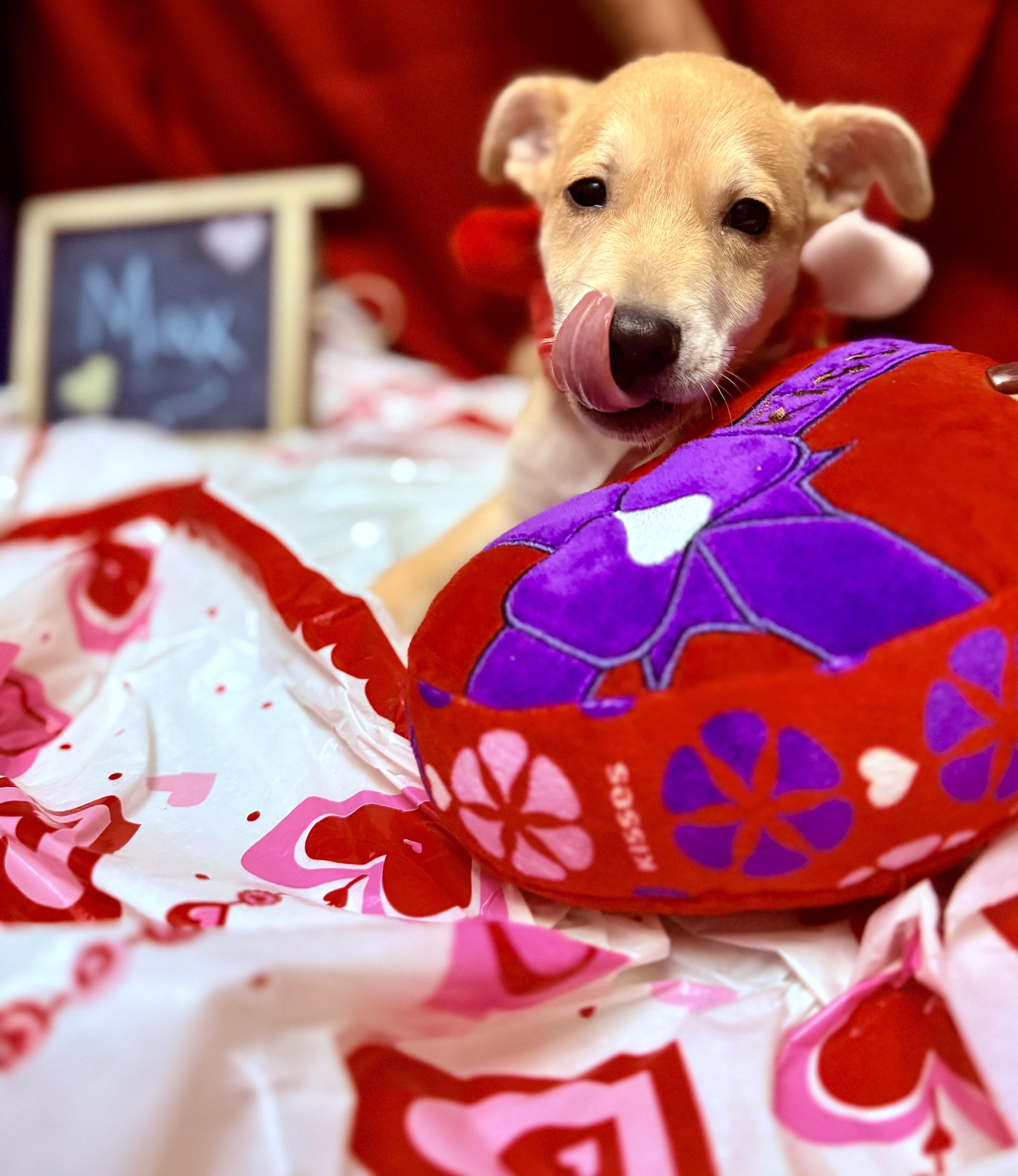 Enlarge Max, a ADOPTABLE mixed breed in Huntington, NY image 5/5