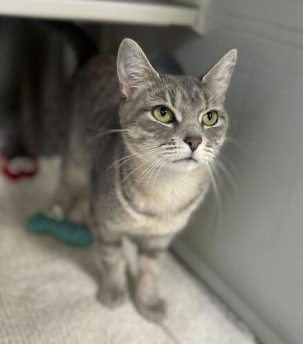 Bebe, a ADOPTABLE Domestic Short Hair in Jackson, MI image 1/6