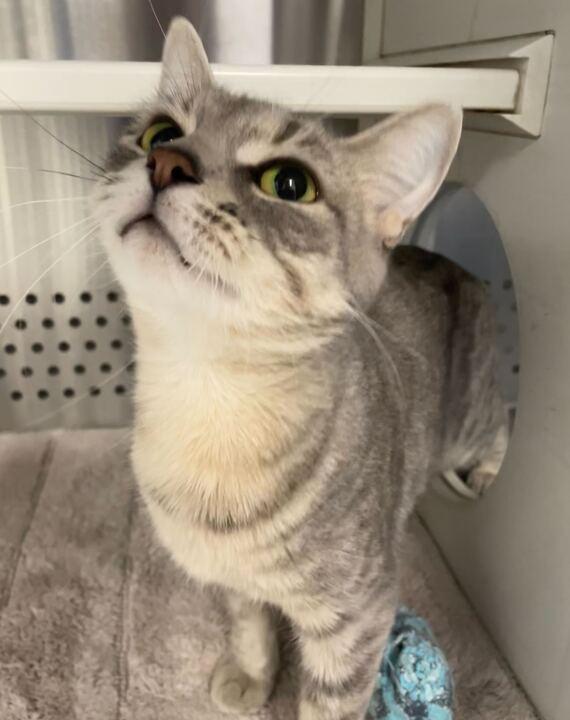 Bebe, a ADOPTABLE Domestic Short Hair in Jackson, MI image 6/6