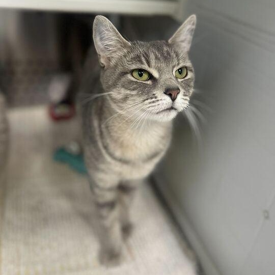 Bebe, a ADOPTABLE Domestic Short Hair in Jackson, MI image 3/6