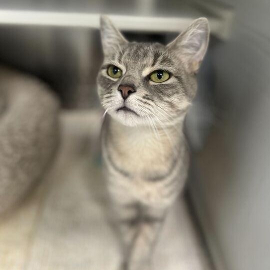 Bebe, a ADOPTABLE Domestic Short Hair in Jackson, MI image 2/6