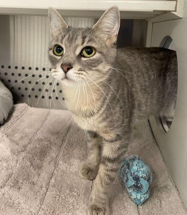 Bebe, a ADOPTABLE Domestic Short Hair in Jackson, MI image 5/6