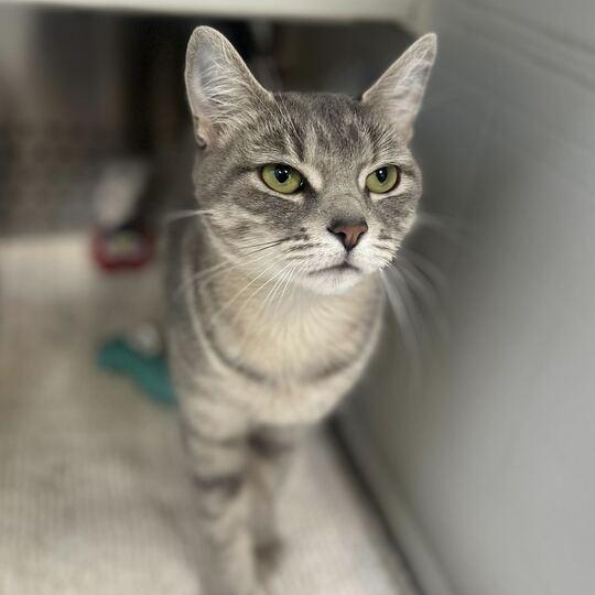 Bebe, a ADOPTABLE Domestic Short Hair in Jackson, MI image 4/6