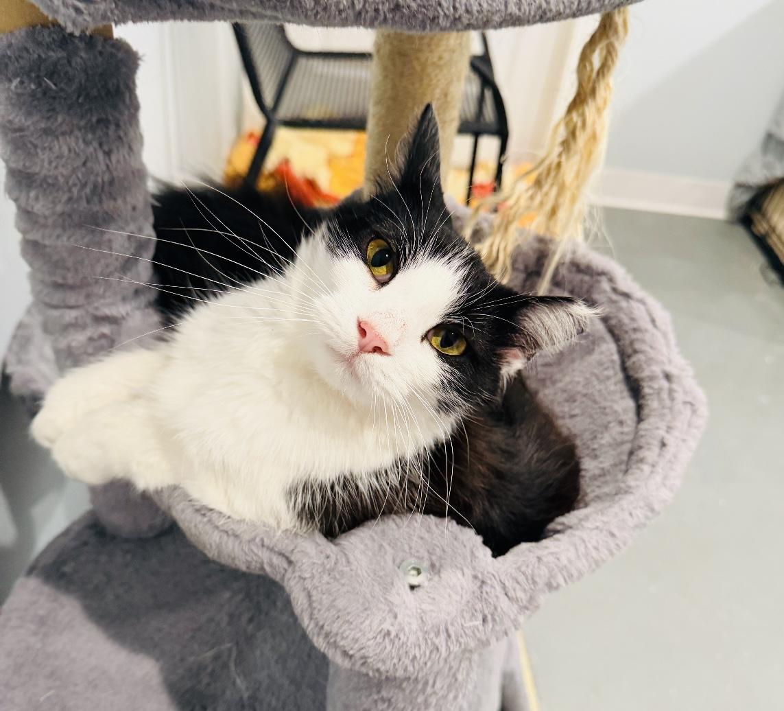 Enlarge Stevie, a Adopted Domestic Long Hair in St. Clair, MI image 1/2