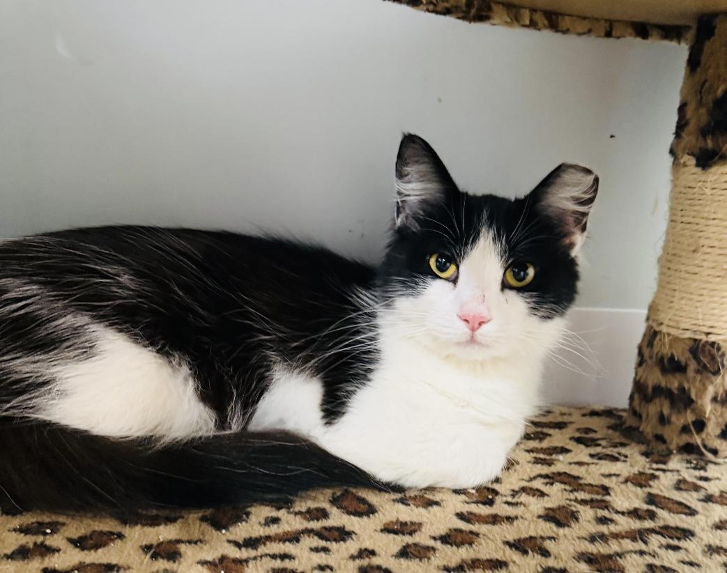 Enlarge Stevie, a Adopted Domestic Long Hair in St. Clair, MI image 2/2