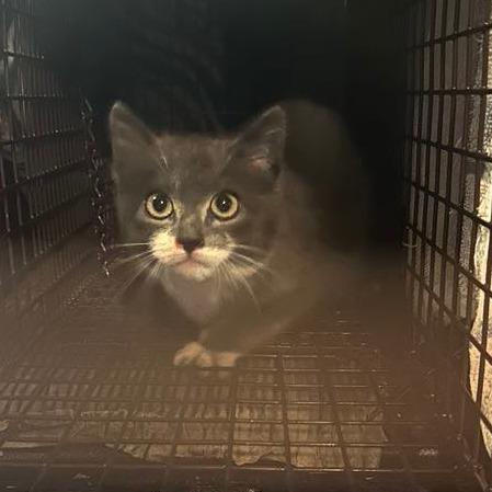 Kung Pao, a Adoptable Domestic Short Hair in Jacksonville, OR image 1/3