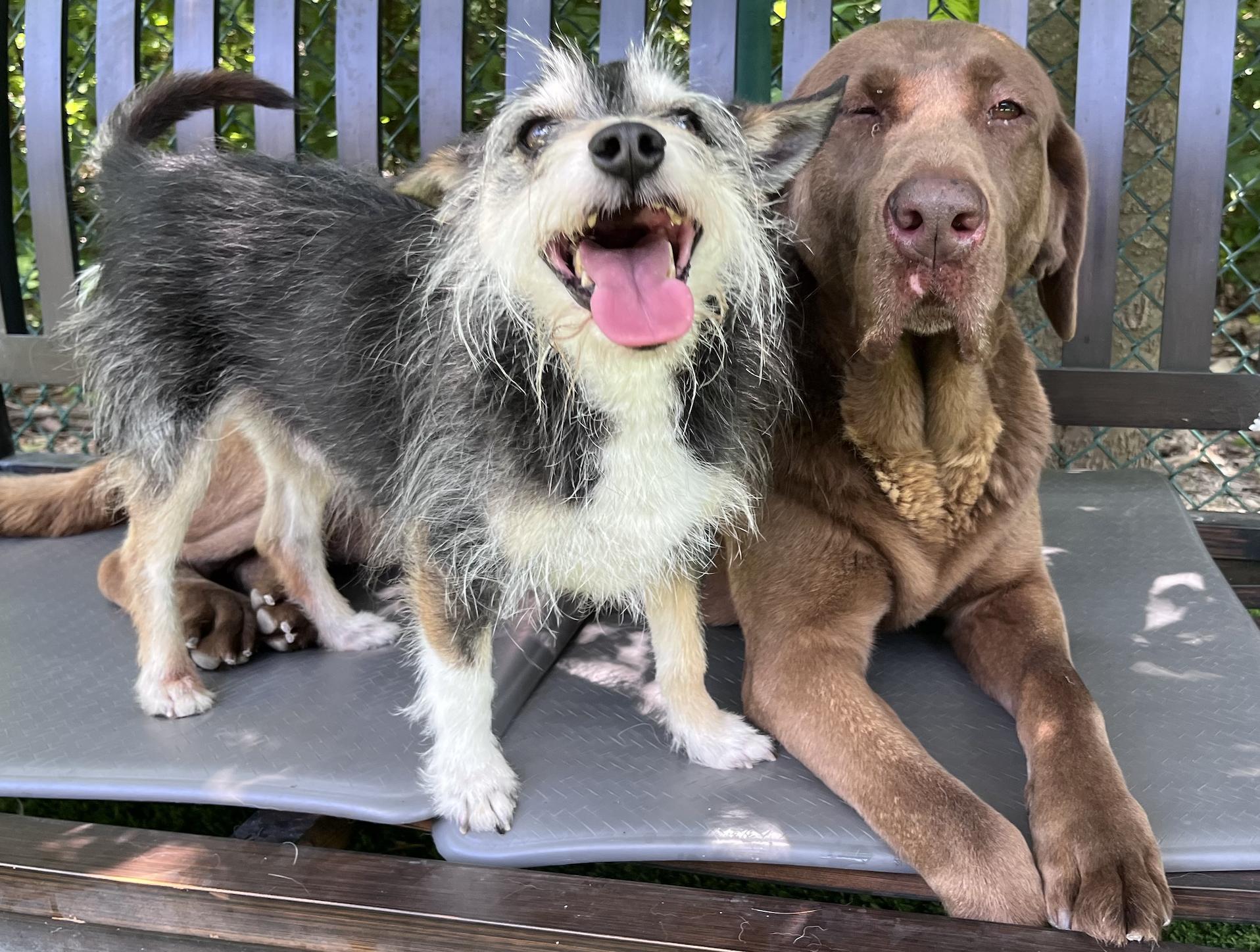 Timber, ADOPTABLE, Adult Female Labrador Retriever & Chesapeake Bay Retriever.