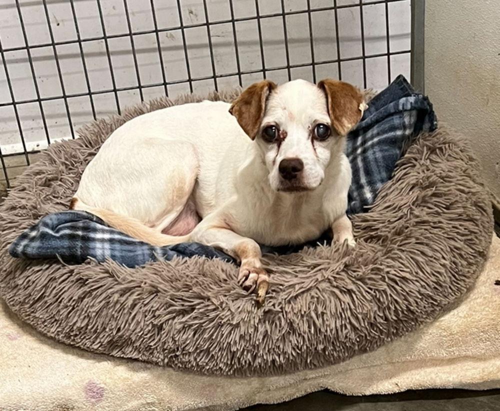 Mushroom*, a Adoptable mixed breed in Columbia, TN image 2/4