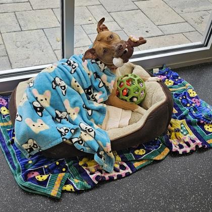 Luna, Adoptable, Adult Female Pit Bull Terrier & Mixed Breed.