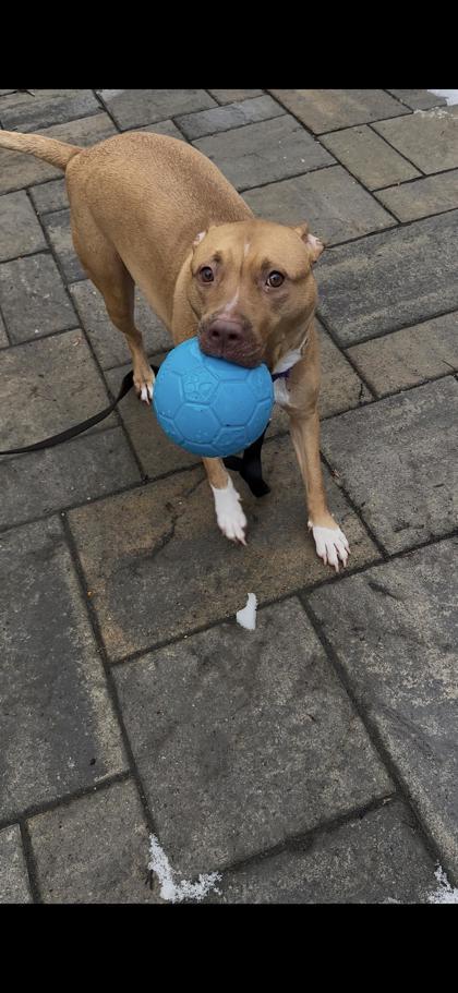 Luna, Adoptable, Adult Female Pit Bull Terrier & Mixed Breed.