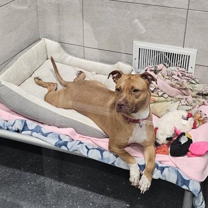 Luna, Adoptable, Adult Female Pit Bull Terrier & Mixed Breed.