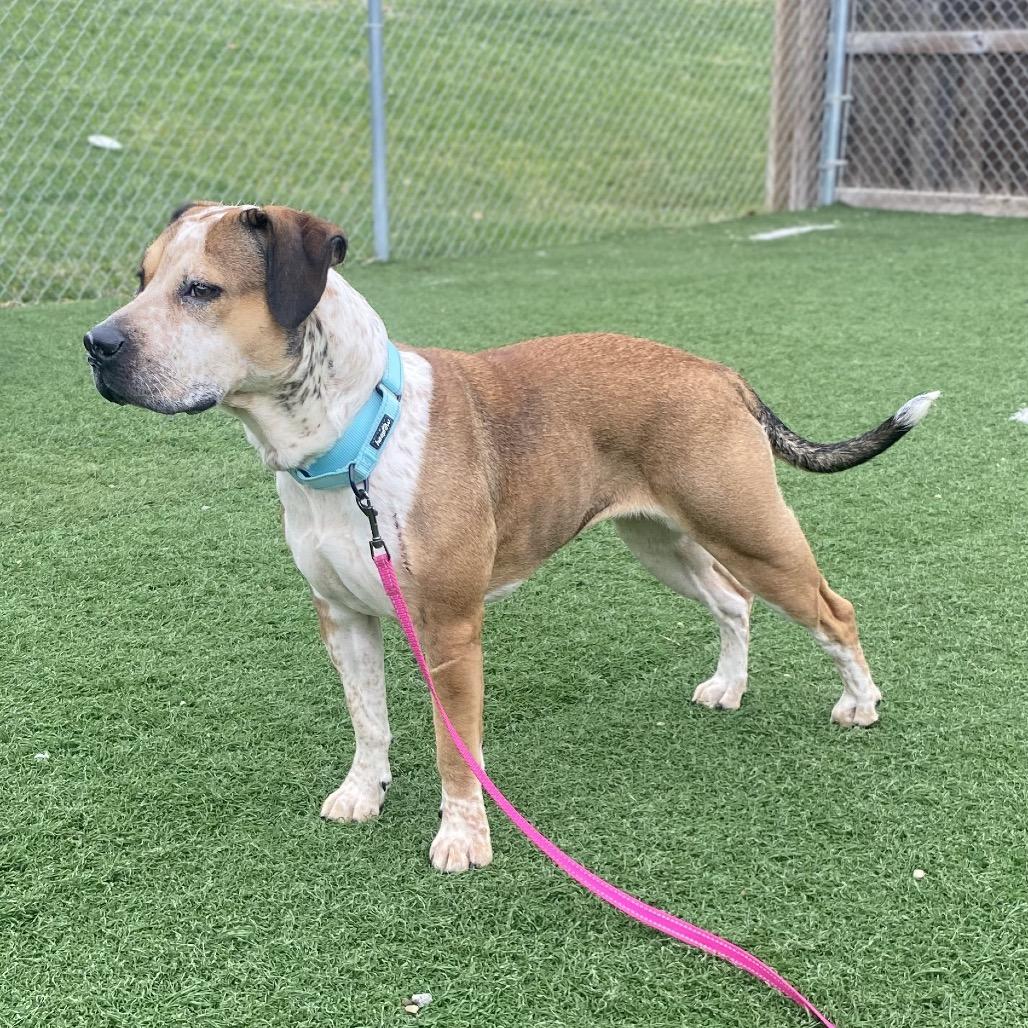 Enlarge Emeriss, a Adoptable Mixed Breed in Batavia, OH image 1/6