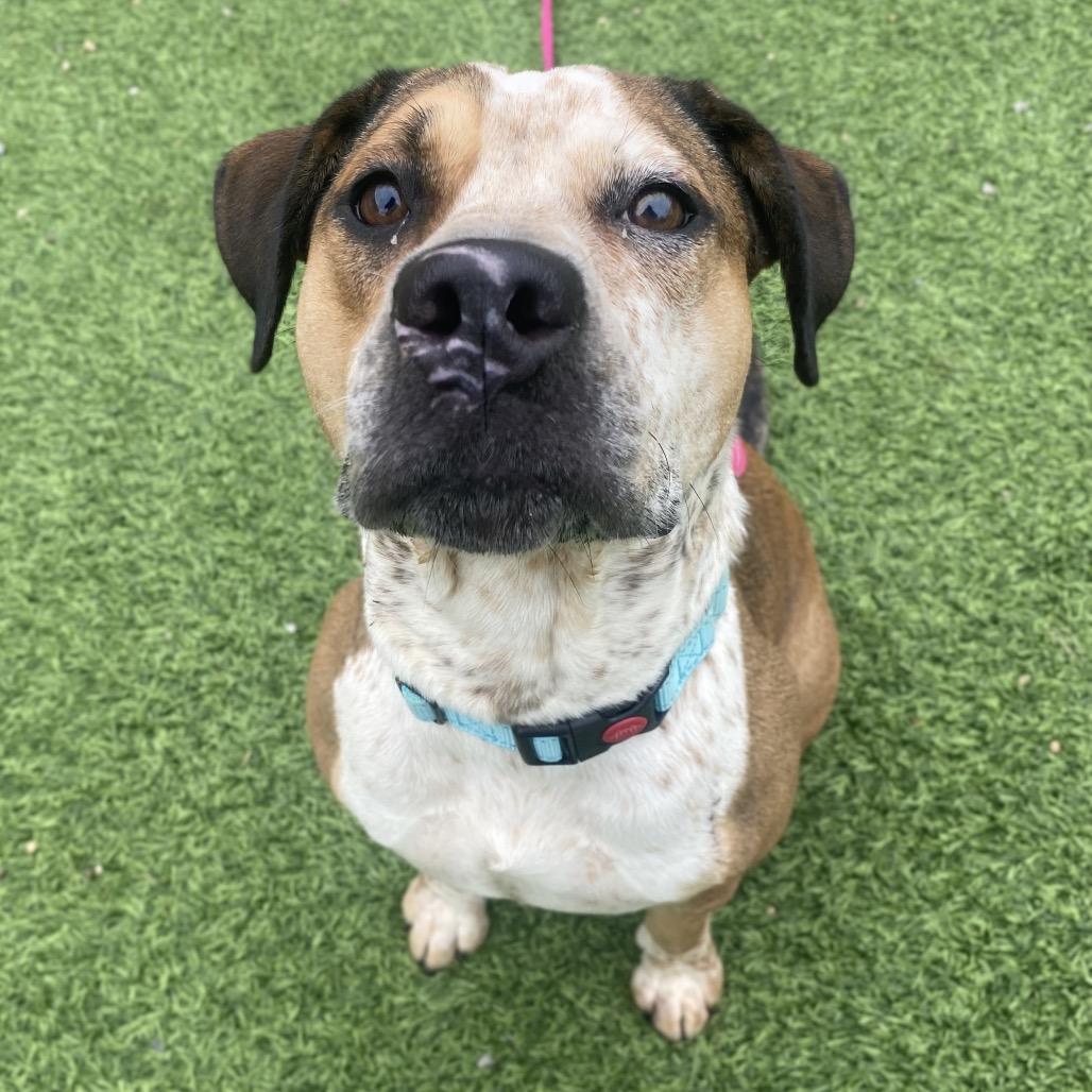 Enlarge Emeriss, a Adoptable Mixed Breed in Batavia, OH image 2/6