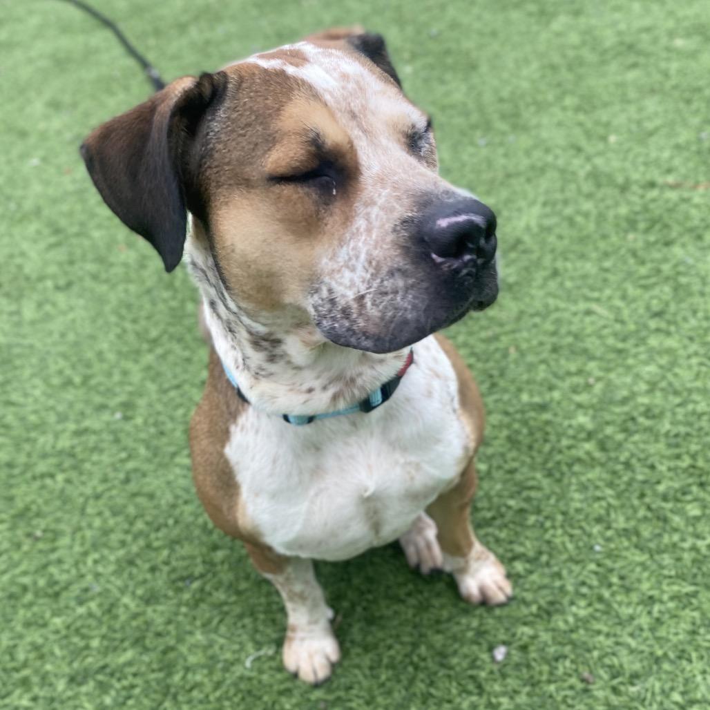 Enlarge Emeriss, a Adoptable Mixed Breed in Batavia, OH image 3/6